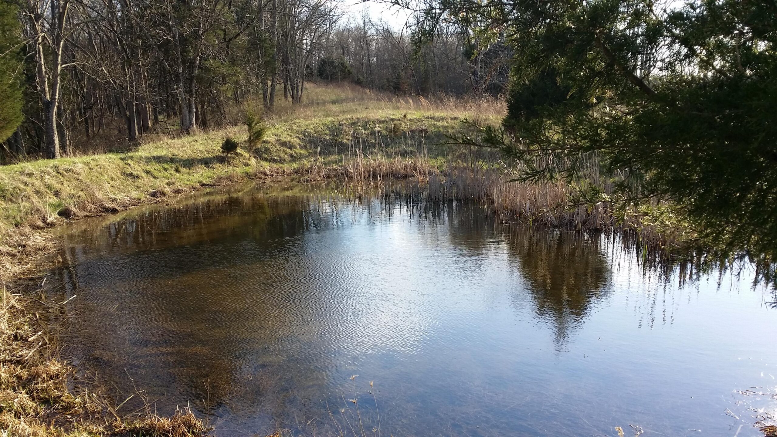 A tranquil pond surrounded by grass and sparse trees, reflecting the clear sky. The water surface is slightly rippled, with dry reeds and foliage along the edges. Skullbuster mountain bike trail.