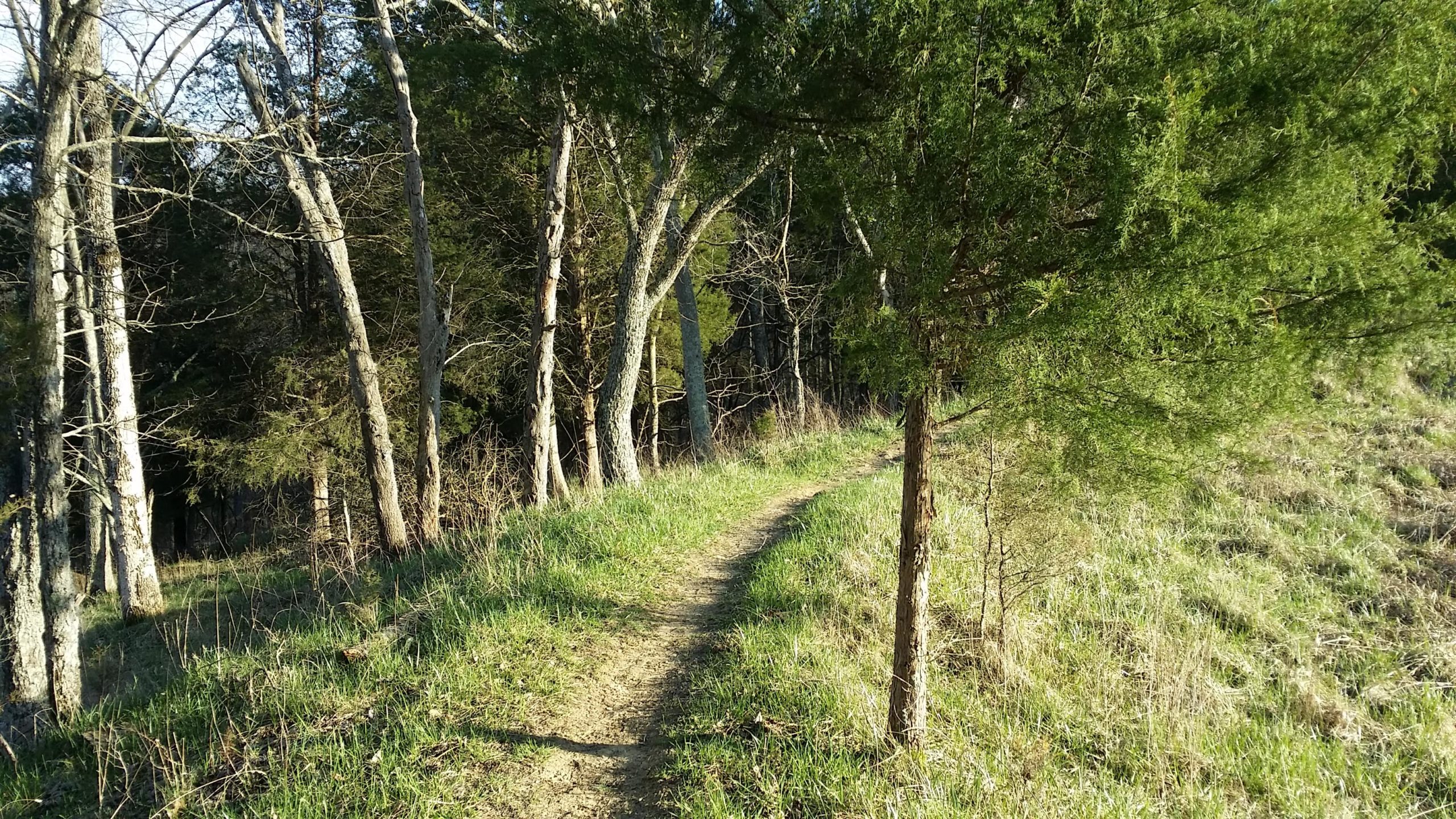 A winding dirt path bordered by tall trees and green grass, leading into a sunlit forest. The scene captures the tranquility of nature with a mix of grassy areas and dense foliage. Skullbuster mountain bike trail.