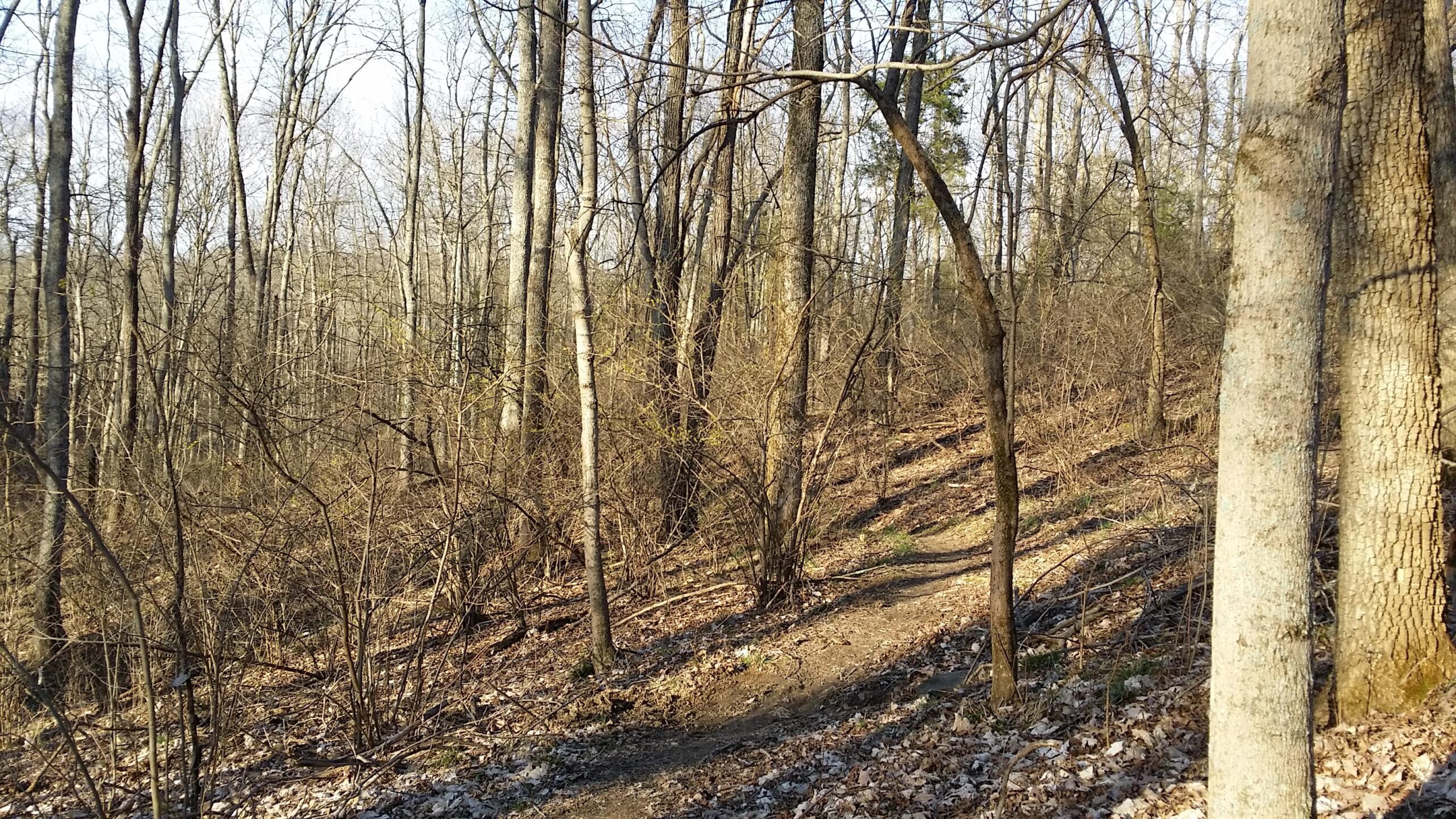 A serene forest scene featuring a winding dirt path surrounded by tall, bare trees. Sunlight filters through the branches, casting soft shadows on the ground, which is covered with fallen leaves and small shrubs. The landscape suggests early spring, with signs of new growth among the underbrush. Skullbuster mountain bike trail.