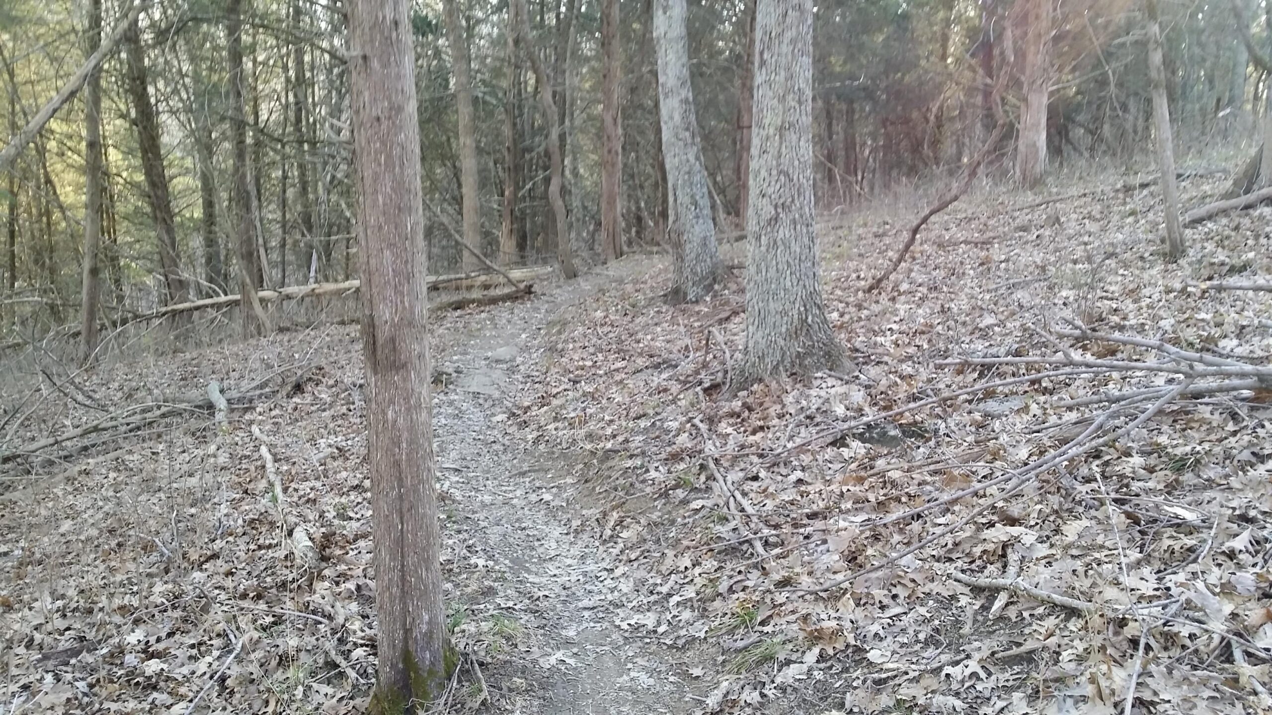 A winding dirt trail through a wooded area, surrounded by trees and scattered fallen leaves. The scene captures a serene and natural environment, with sunlight filtering through the foliage in the background. Skullbuster mountain bike trail.