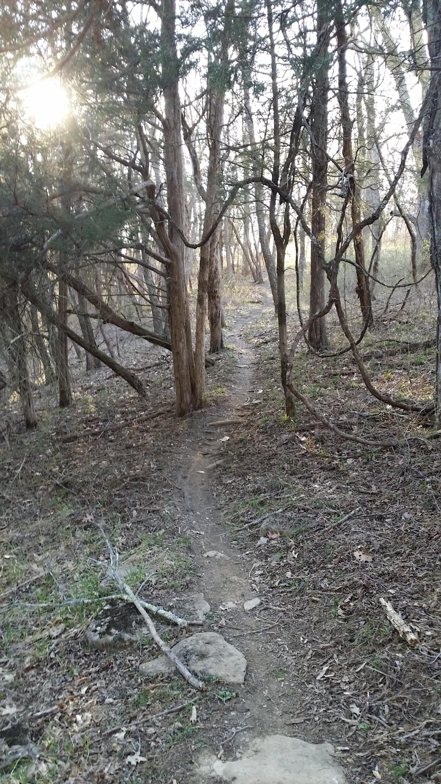 A narrow, winding dirt path cuts through a wooded area, surrounded by tall trees with sparse foliage. Sunlight filters through the branches, illuminating sections of the ground covered in leaves and small rocks. The scene captures a serene and natural environment, inviting exploration. Skullbuster mountain bike trail.