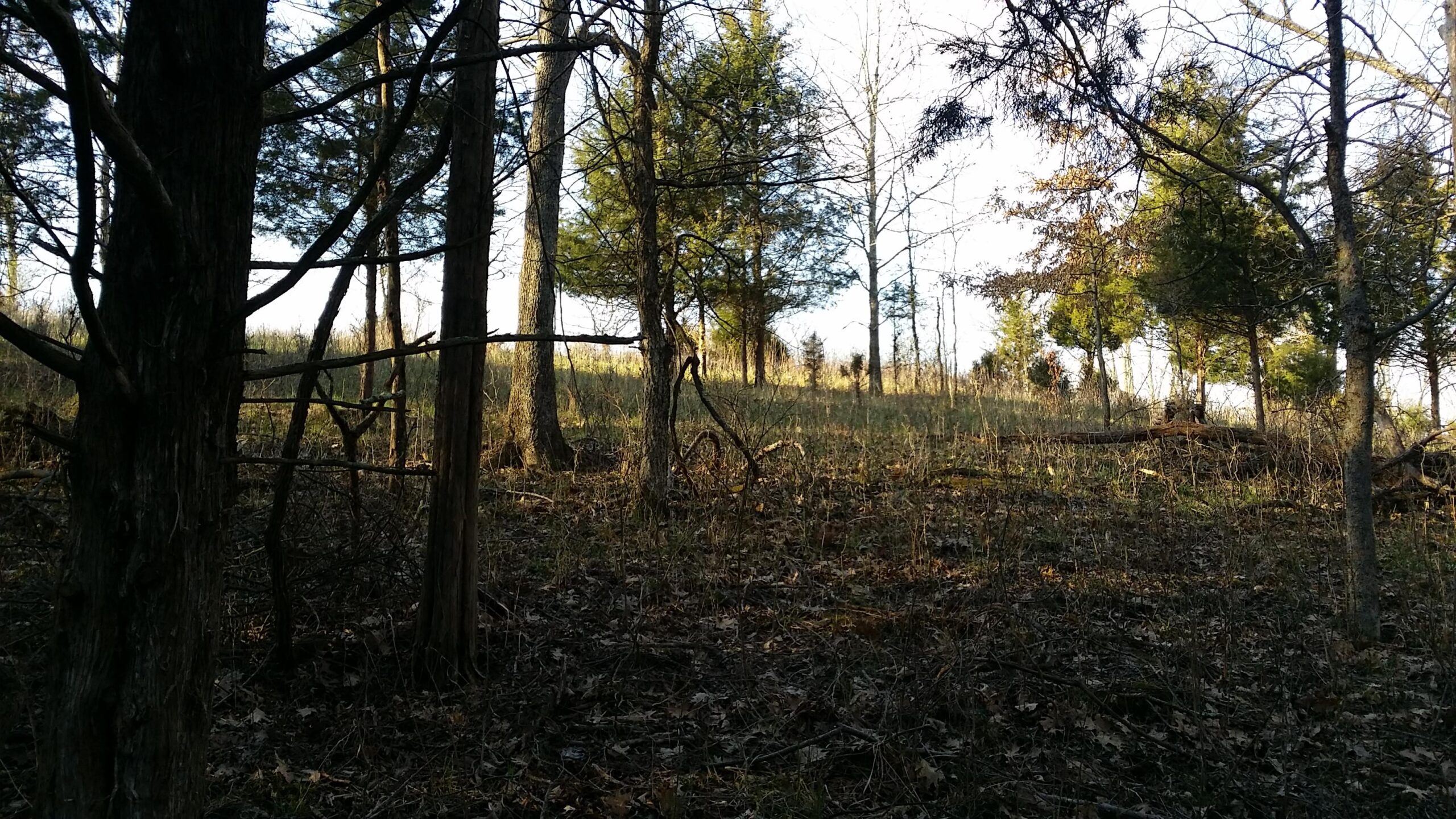 A forest scene featuring tall trees and a grassy hillside in the background, with sunlight filtering through the branches, casting dappled light on the ground covered in fallen leaves and twigs. Skullbuster mountain bike trail.