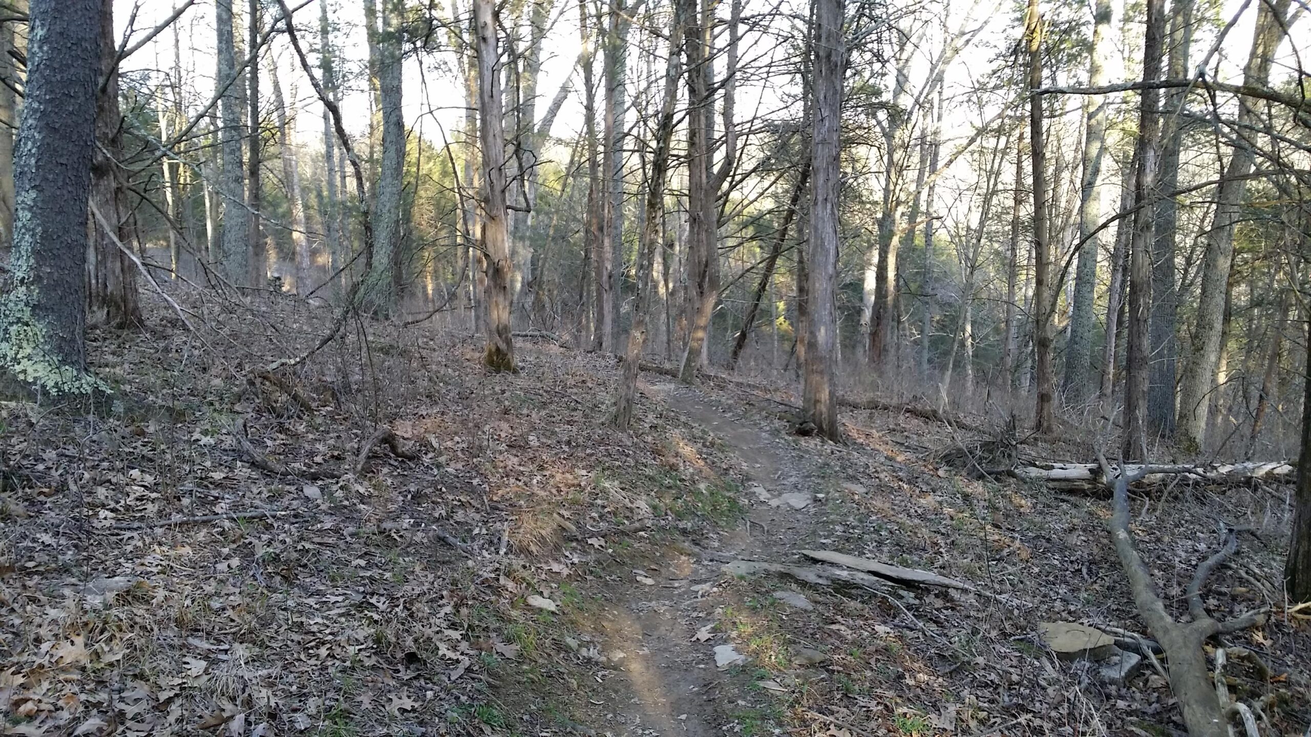 A winding dirt path through a wooded area, surrounded by tall trees with sparse foliage. The ground is covered with fallen leaves and twigs, and sunlight filters through the branches, creating a serene, natural atmosphere. Skullbuster mountain bike trail.