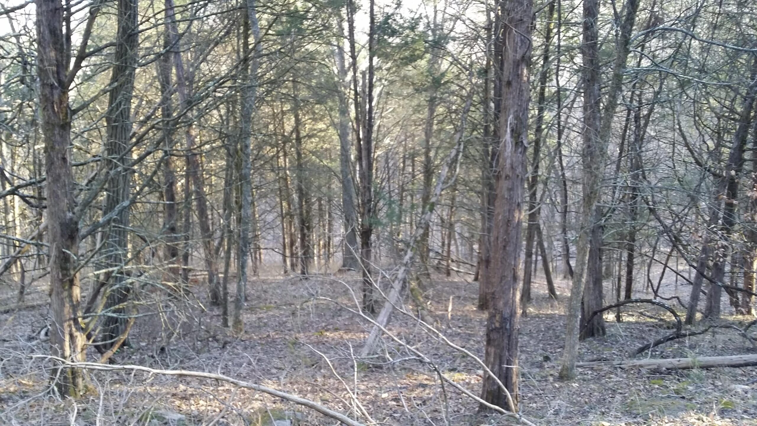 A serene forest scene with tall trees, some bare and others with green foliage, set against a softly lit background. The ground is covered with dry leaves and small branches, creating a peaceful, natural atmosphere. Skullbuster mountain bike trail.