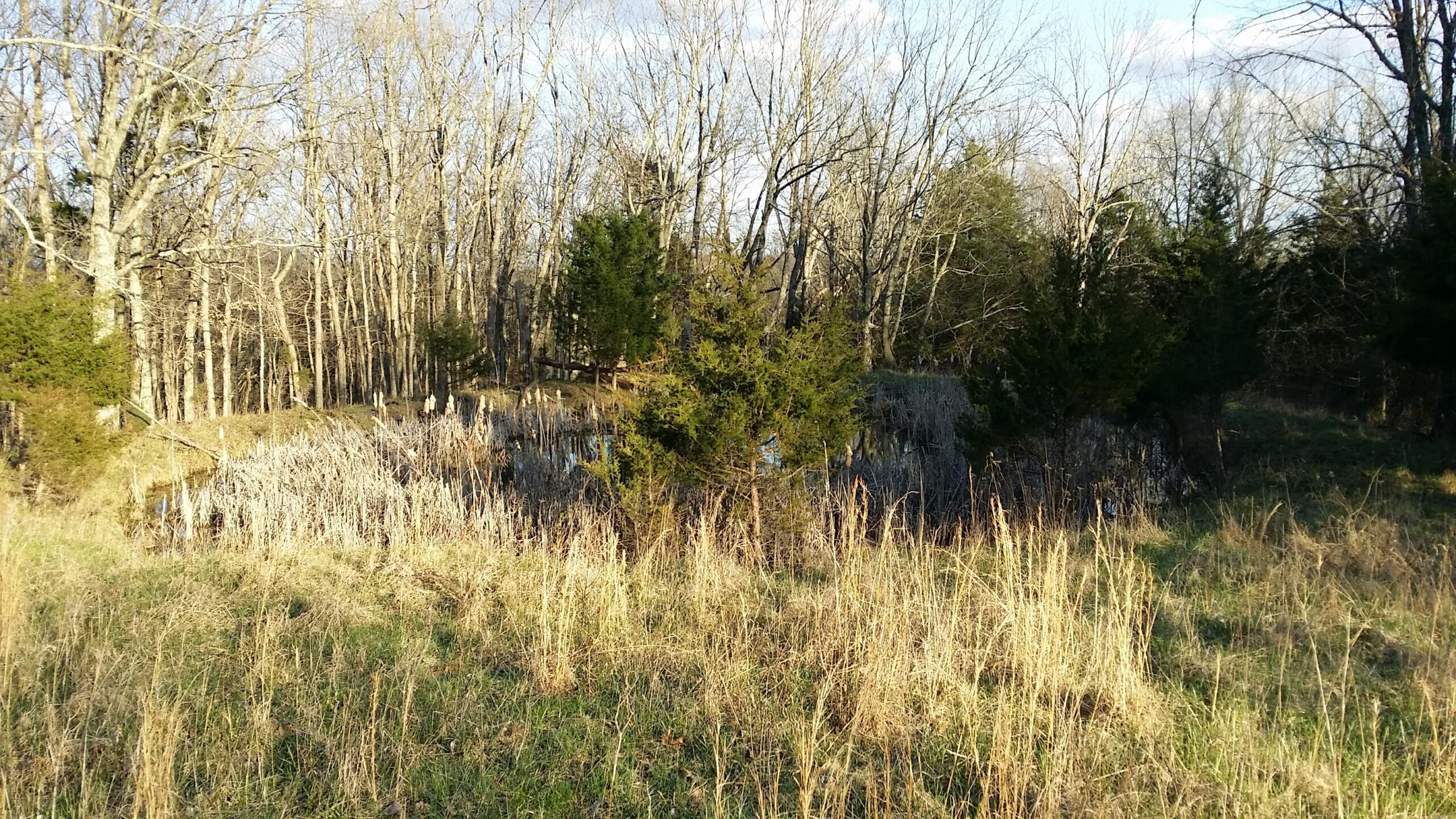 A peaceful natural landscape featuring a small pond surrounded by tall grass and sparse trees in a mostly wooded area. The setting appears serene, with bare branches overhead and a hint of sunlight illuminating the scene. Skullbuster mountain bike trail.