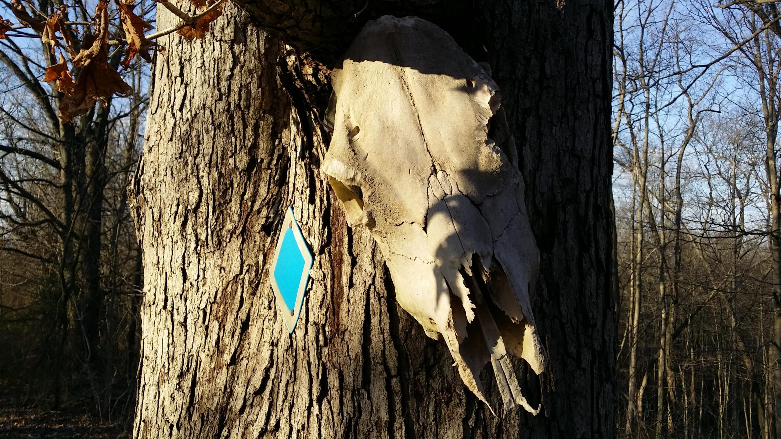 A close-up of a tree trunk featuring a deer skull mounted on its side, with a blue diamond-shaped marker nearby. The background shows bare trees under a clear sky, indicating a winter setting. Skullbuster mountain bike trail.