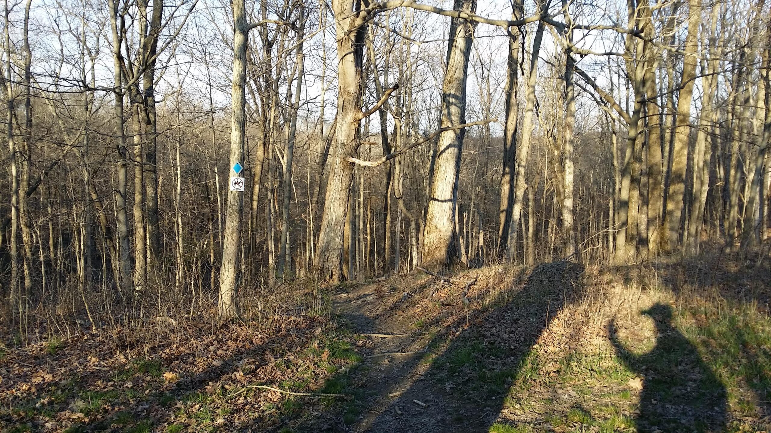 A wooded trail with bare trees, showing a blue trail marker on a tree, indicating the path. Sunlight filters through the branches, casting shadows on the ground, with some scattered leaves and green grass visible. Skullbuster mountain bike trail.