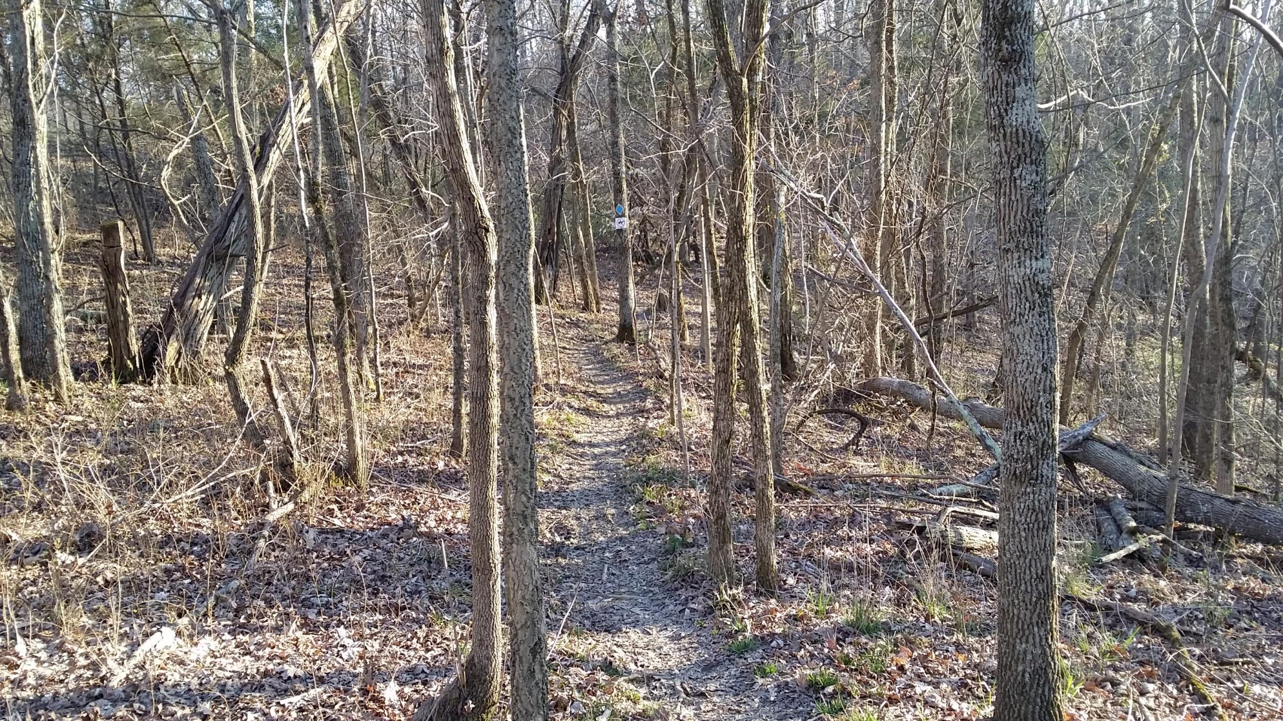 A narrow, dirt path winding through a wooded area with bare trees and fallen branches. The ground is covered with dried leaves, and a blue trail marker is visible in the background. The scene captures a serene, natural environment in early spring or late fall. Skullbuster mountain bike trail.