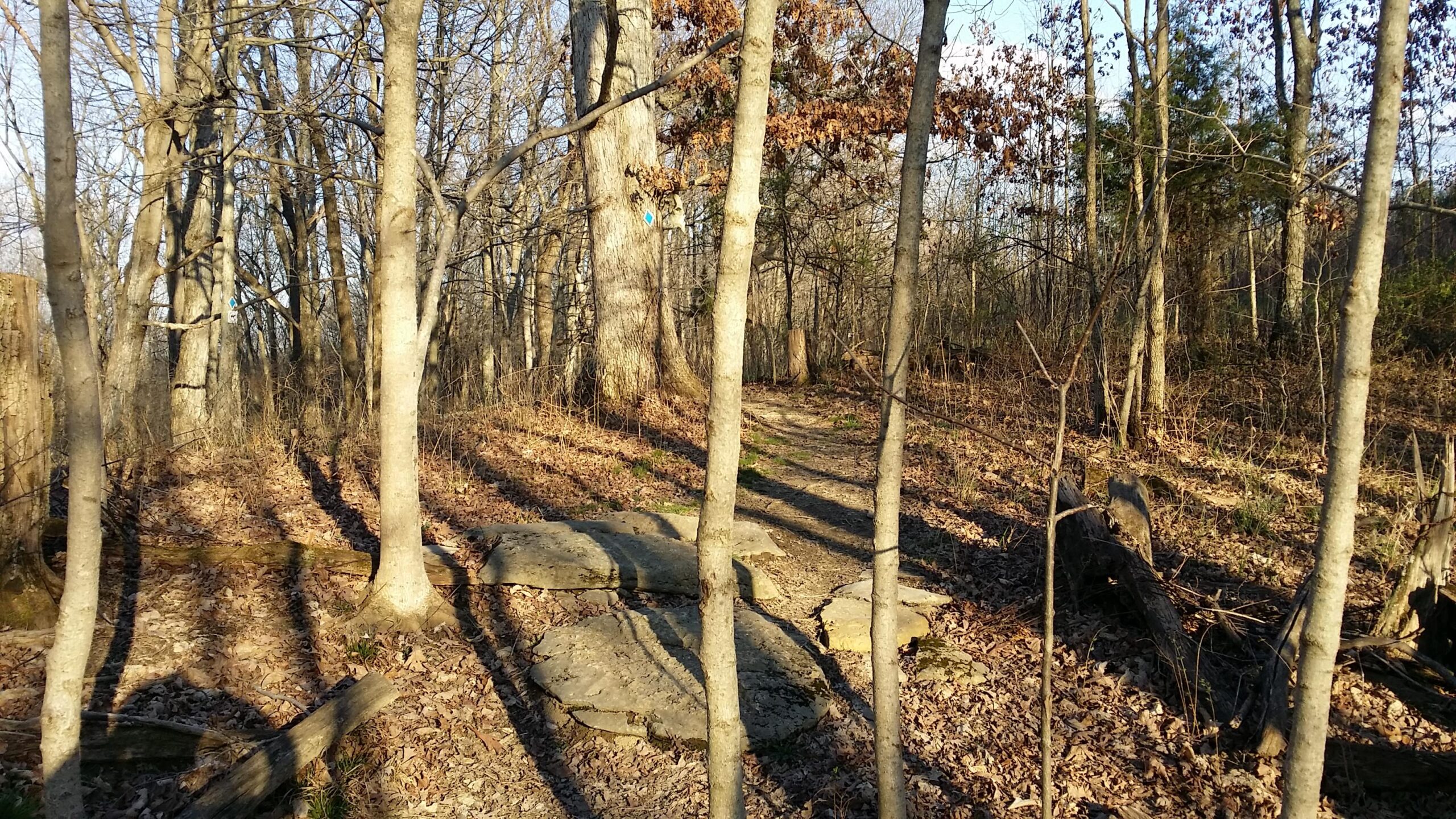 A serene forest scene featuring bare trees and a carpet of fallen leaves. A sunlit path winds through the woods, with large stones partially visible on the ground. The atmosphere is calm and peaceful, hinting at the beauty of nature in the changing seasons. Skullbuster mountain bike trail.