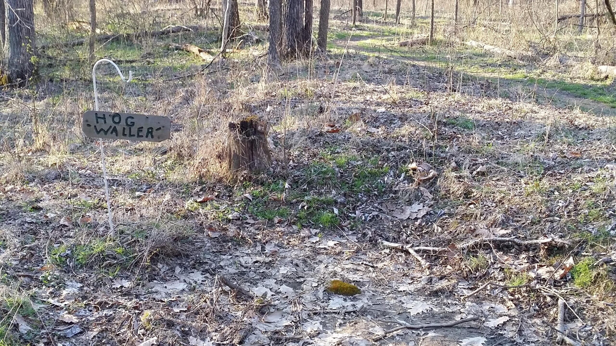 A rustic wooden sign labeled "HOG WALLER" stands in a natural, forested setting. The ground is covered with leaves and patches of grass, and a tree stump is visible nearby, surrounded by sparse vegetation. The scene is tranquil, showcasing a typical woodland environment. Skullbuster mountain bike trail.