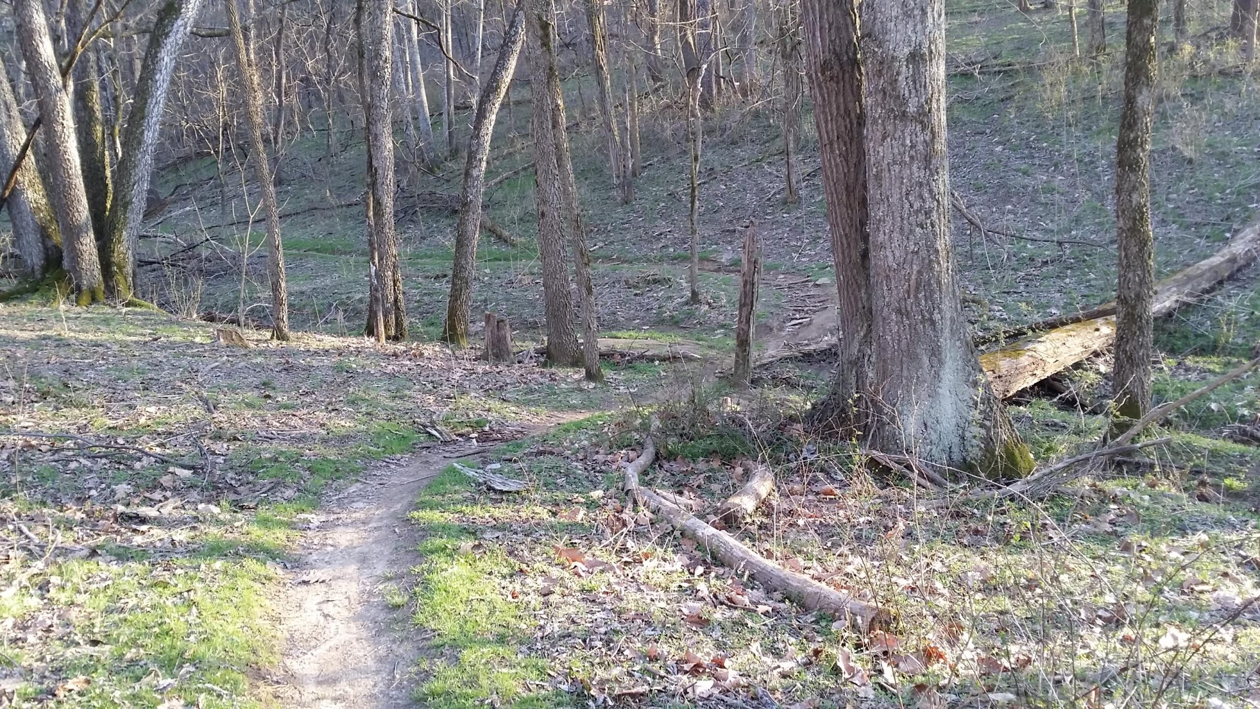 A narrow dirt path winds through a wooded area, surrounded by tall trees and patches of green grass. Fallen branches and leaves are scattered on the ground, and the sunlight filters through the trees, creating a serene, natural environment. Skullbuster mountain bike trail.