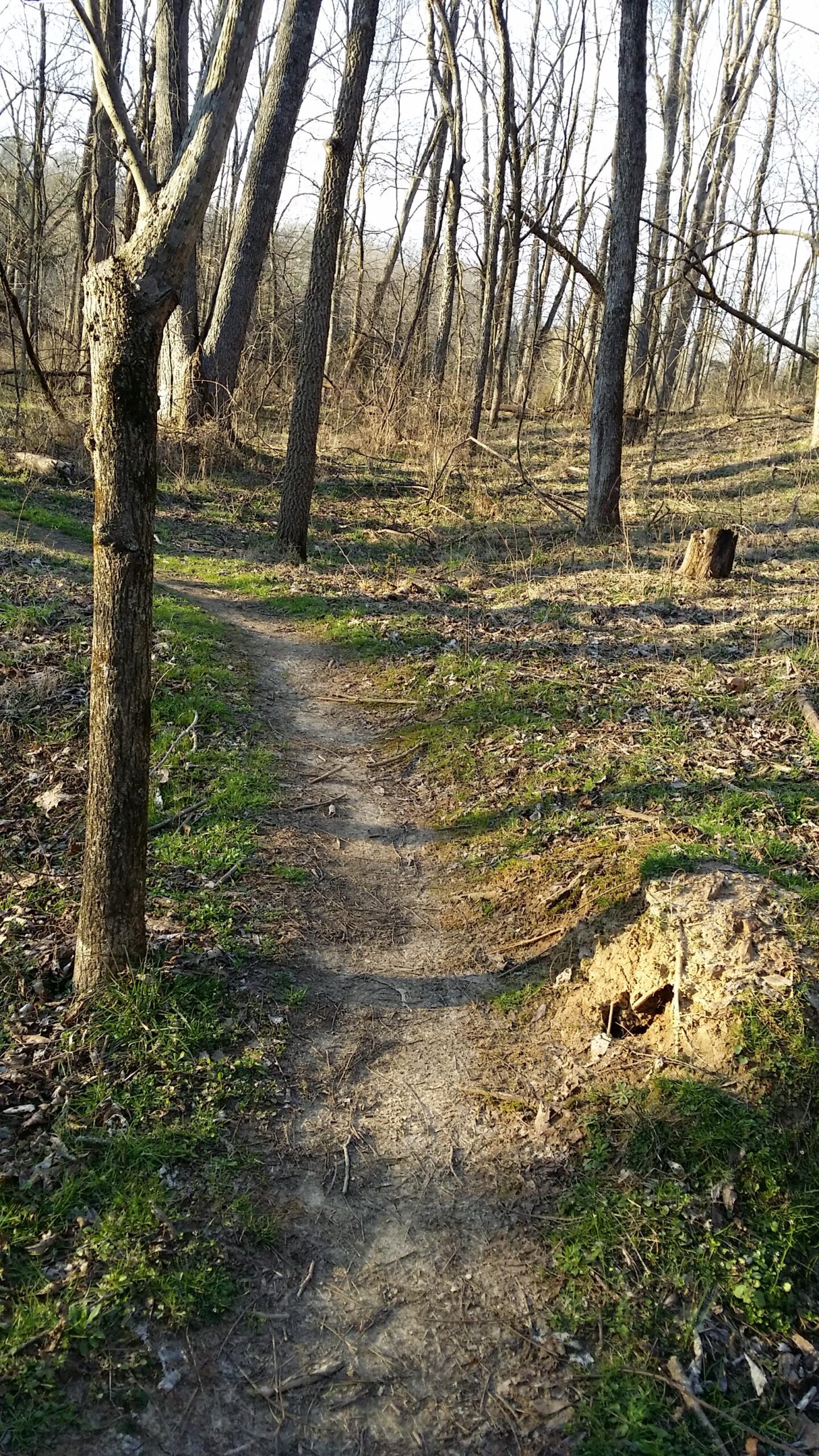 A narrow dirt path winding through a wooded area with tall, leafless trees, patches of green grass, and scattered fallen leaves. Sunlight filters through the branches, illuminating the trail. Skullbuster mountain bike trail.