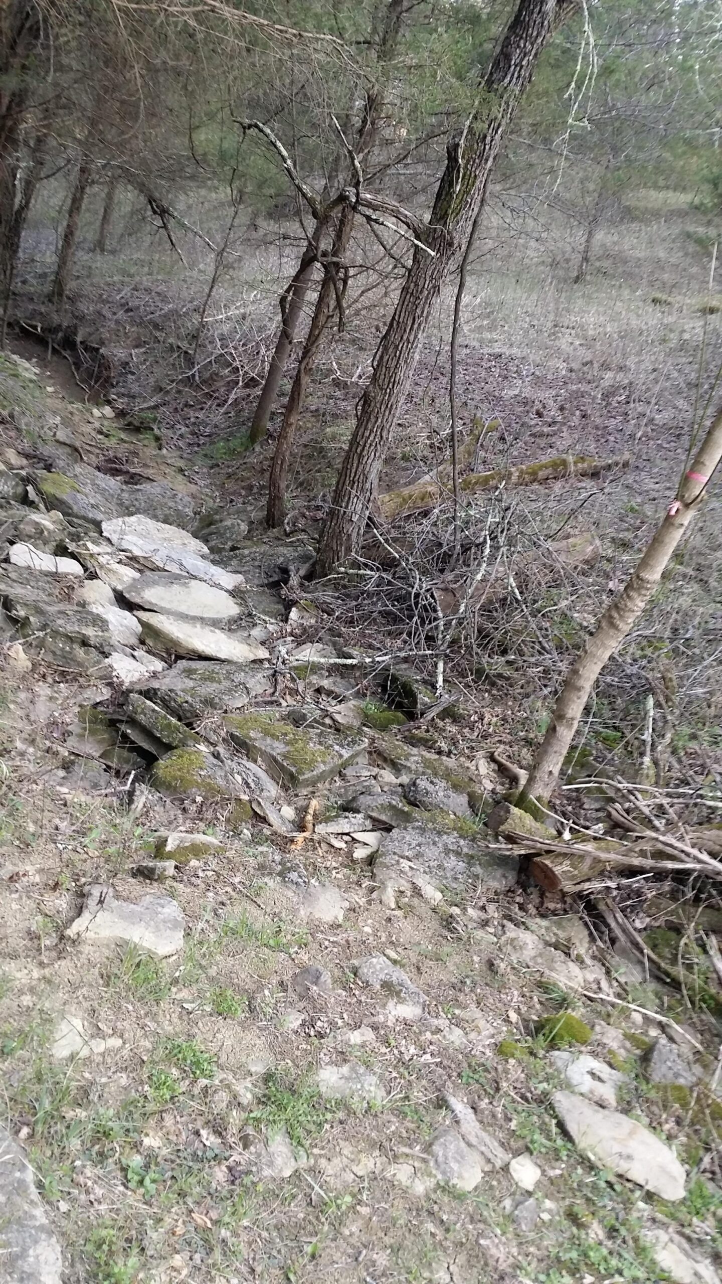 A rocky creek bed surrounded by trees and sparse vegetation, with patches of grass and moss on the ground. The scene gives a sense of a natural, wooded area. Skullbuster mountain bike trail.