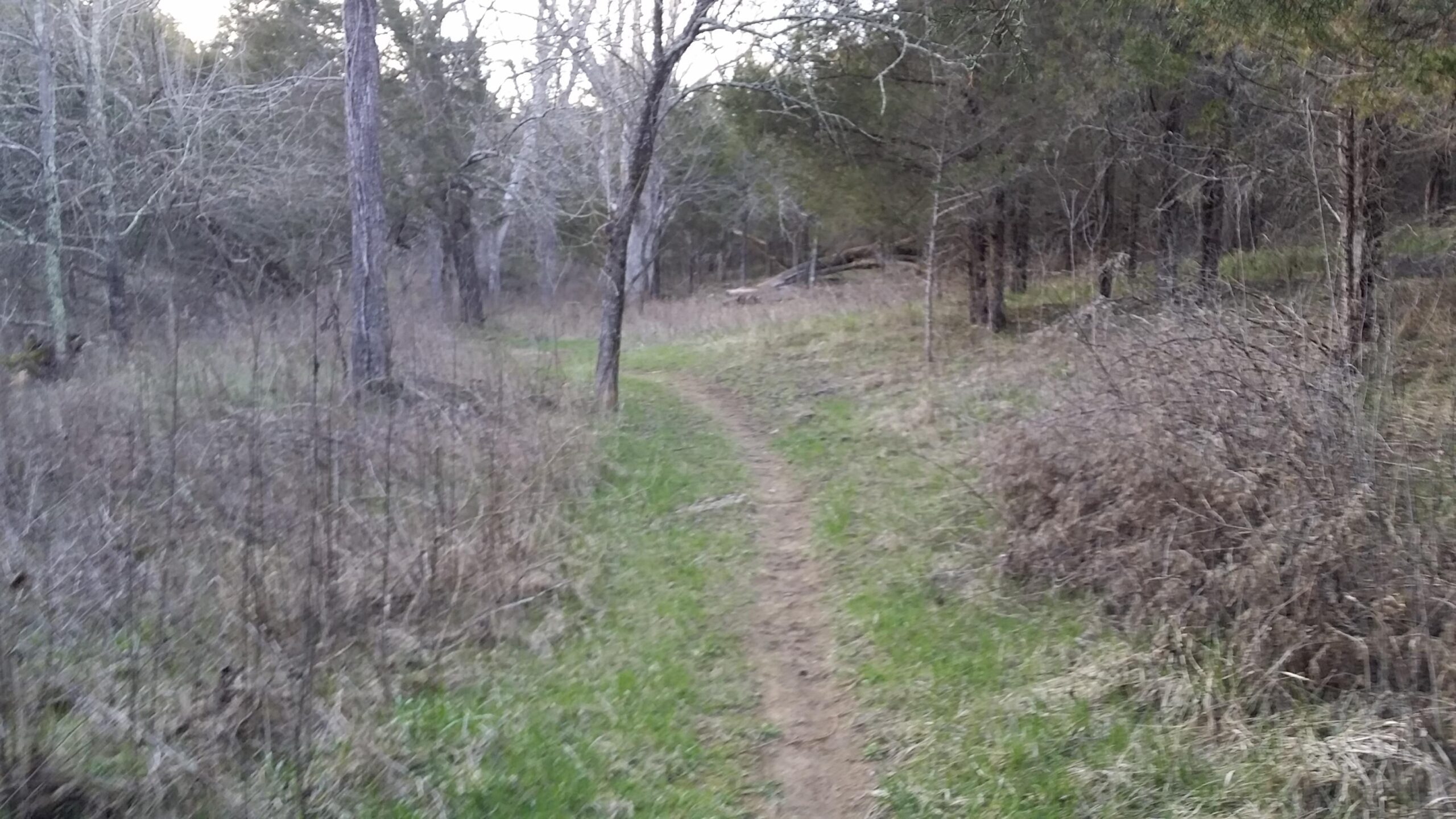 A dirt trail winding through a forested area, lined with sparse trees and dry grasses, creating a serene natural pathway. Skullbuster mountain bike trail.