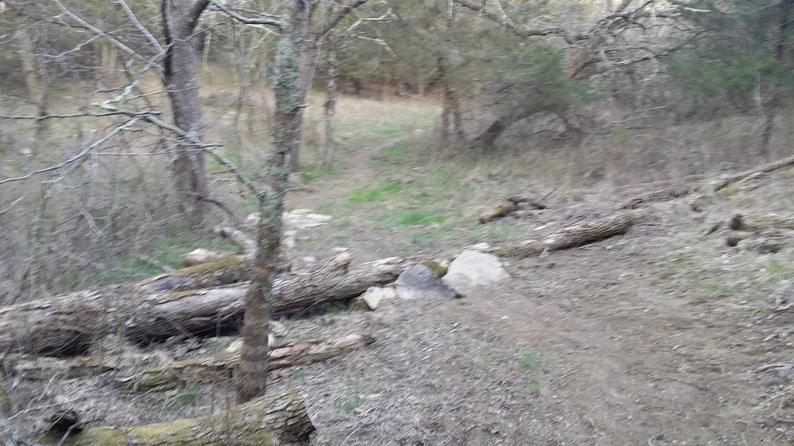 A wooded pathway featuring thin trees and scattered logs along the ground, with patches of green grass visible in a natural, textured landscape. Skullbuster mountain bike trail.