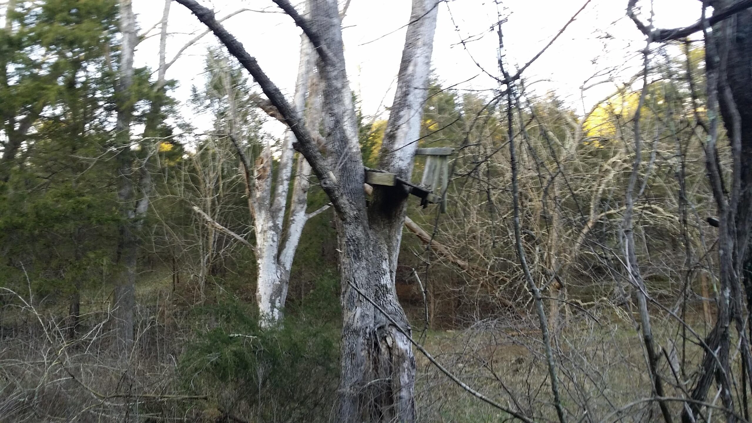A weathered tree with a wooden birdhouse attached to its trunk, surrounded by sparse vegetation and other trees in a forested area. The scene is tranquil and captures the natural setting, with a mix of green foliage and bare branches. Skullbuster mountain bike trail.