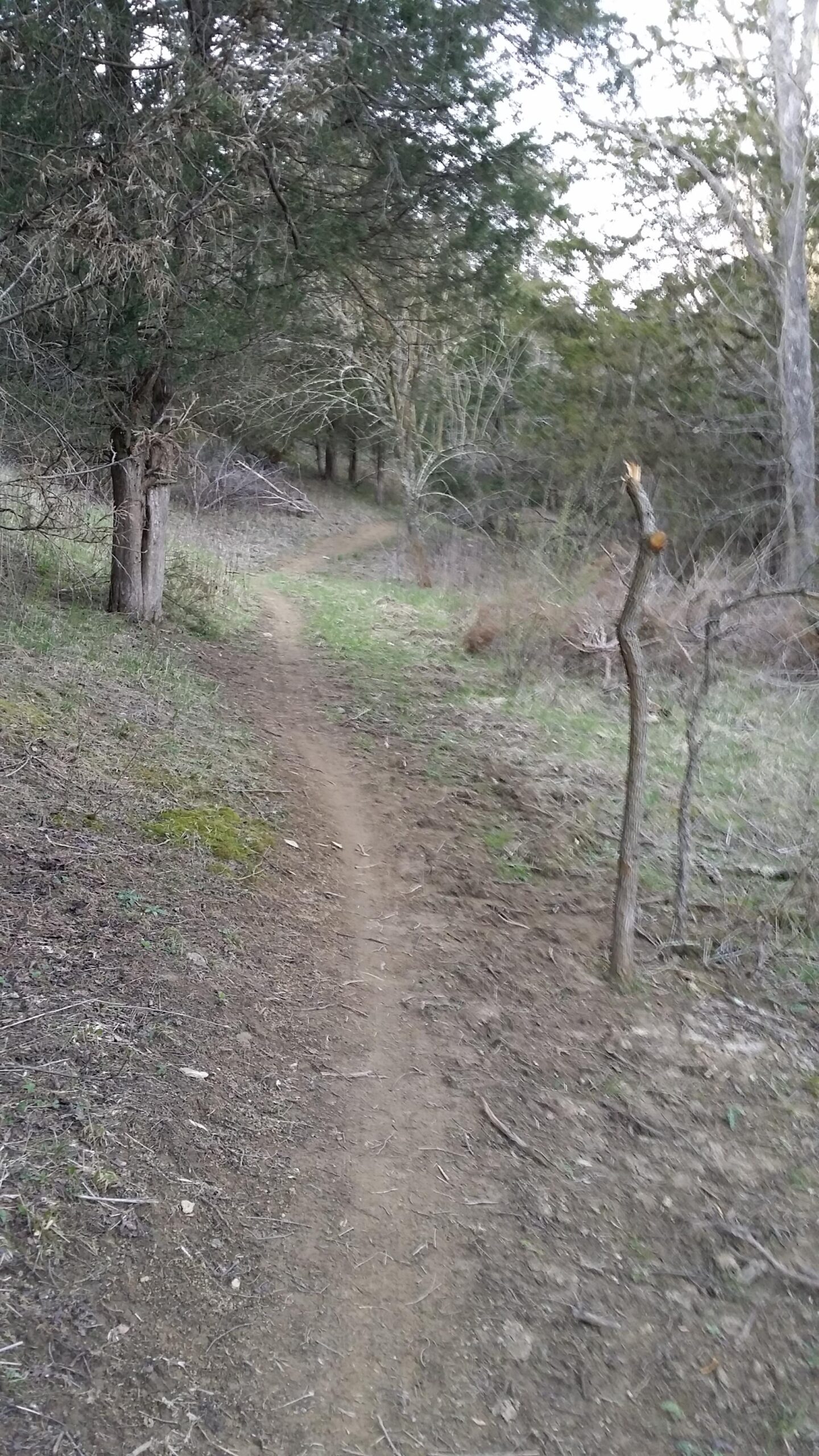 A narrow dirt path winding through a wooded area, flanked by trees and patches of grass. The trail is slightly overgrown with visible soil and small rocks along the sides. Natural light filters through the trees, creating a tranquil atmosphere. Skullbuster mountain bike trail.