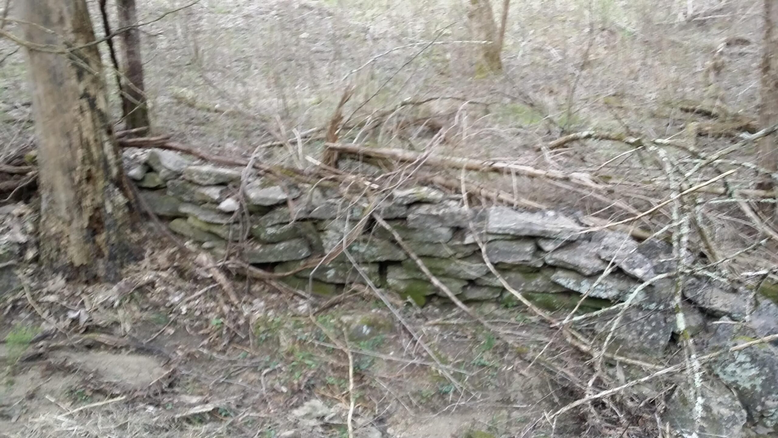A weathered stone wall partially covered with moss and surrounded by overgrown vegetation and tree branches in a wooded area. Skullbuster mountain bike trail.