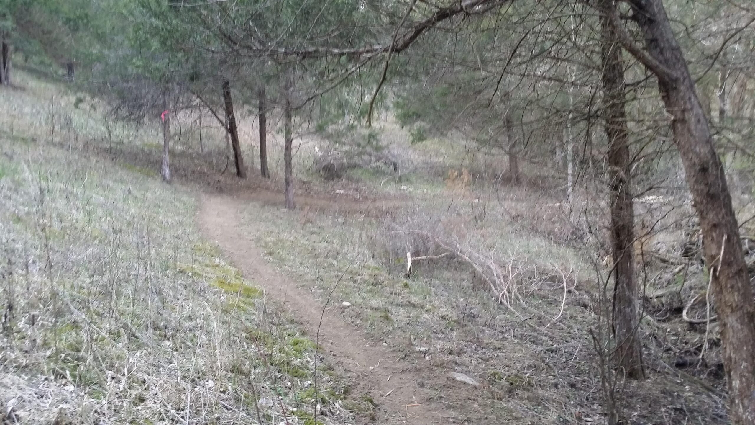 A winding dirt path through a wooded area, surrounded by trees and sparse underbrush. The scene is slightly overcast, and there is a small pink marker on a tree in the distance, indicating the direction of the trail. Skullbuster mountain bike trail.