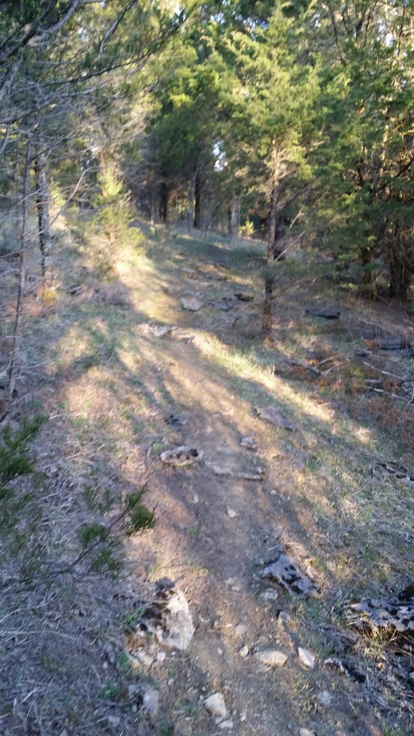 A sunlit dirt trail winding through a forest, surrounded by green trees and scattered rocks on the ground. Skullbuster mountain bike trail.