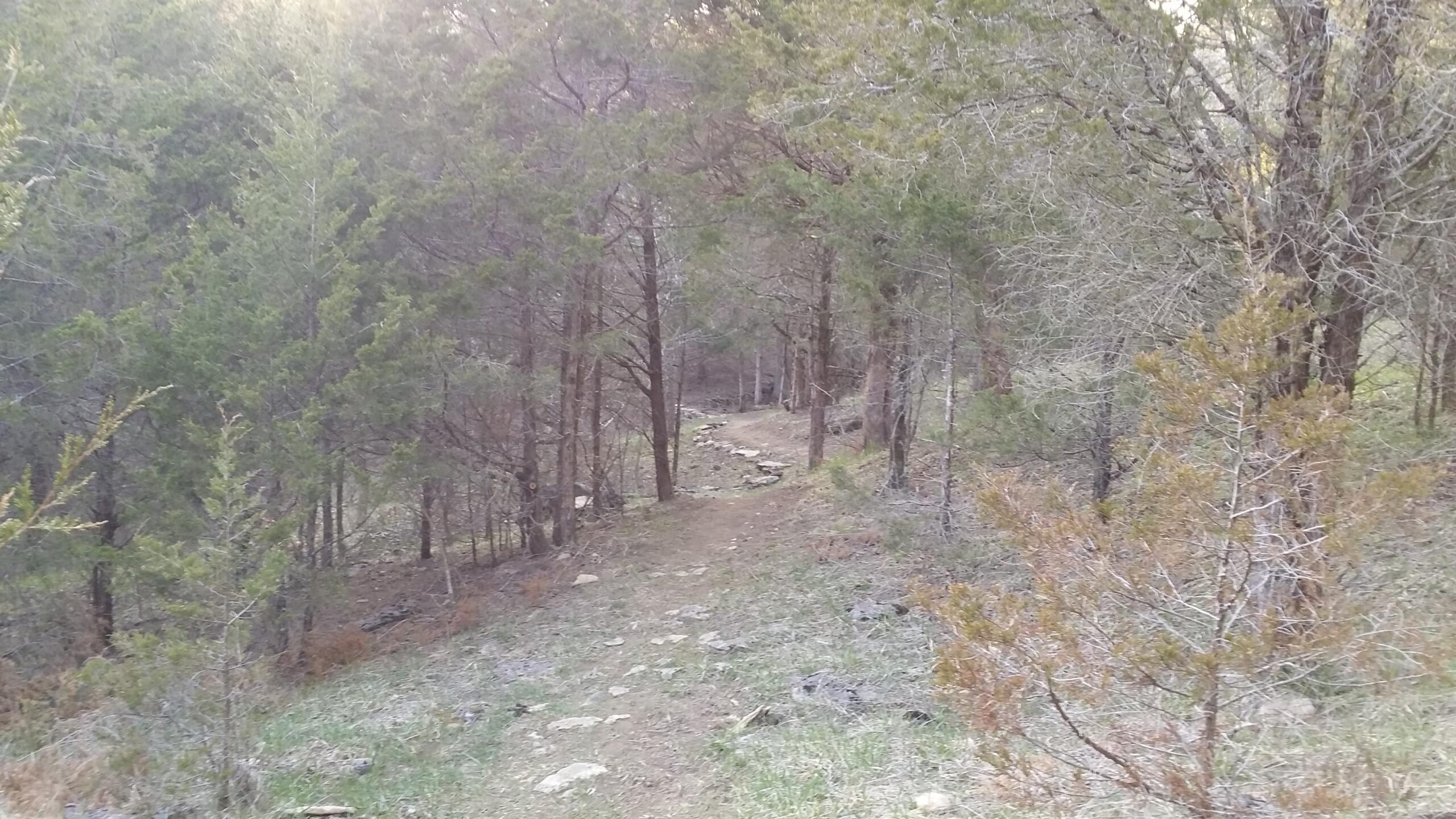 A narrow dirt path winding through a forest of evergreen trees, with rocky terrain and patches of grass visible along the sides. The scene is illuminated by soft, diffused light, creating a serene and natural atmosphere. Skullbuster mountain bike trail.