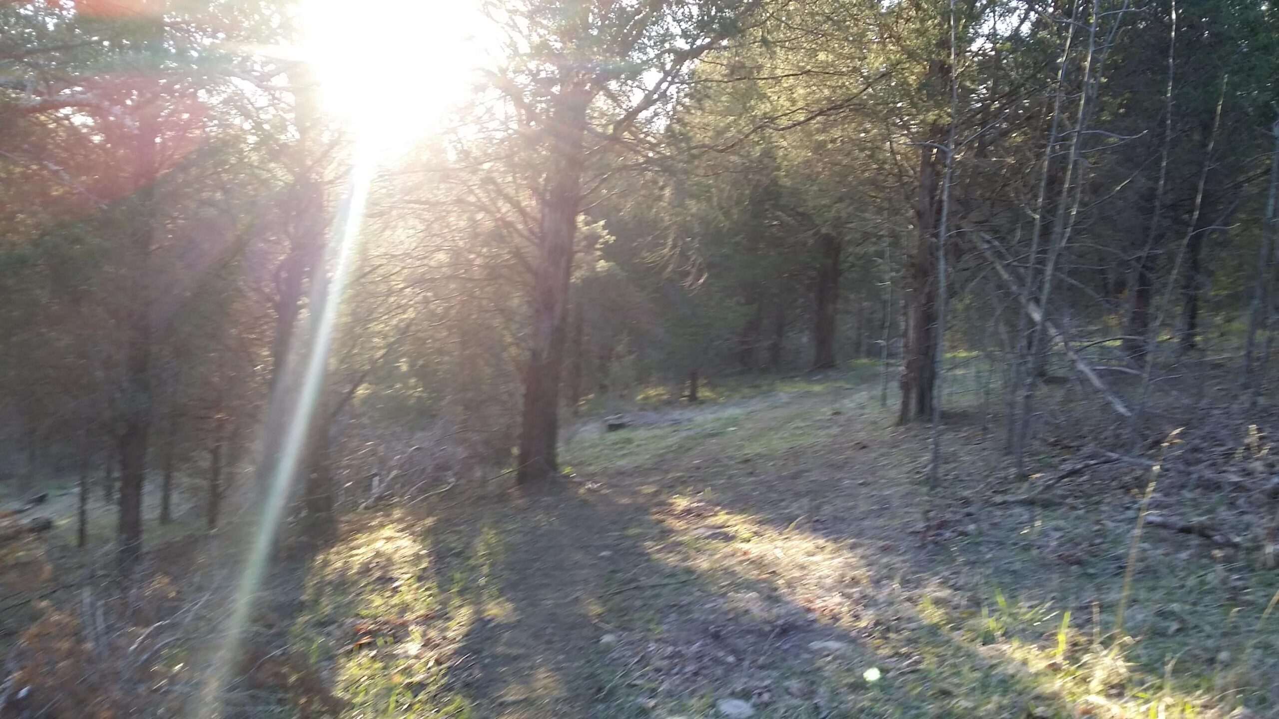 A sunlit pathway winding through a forest, with rays of sunlight filtering through the trees. The ground is covered in green grass and scattered leaves, creating a serene and inviting atmosphere. Skullbuster mountain bike trail.