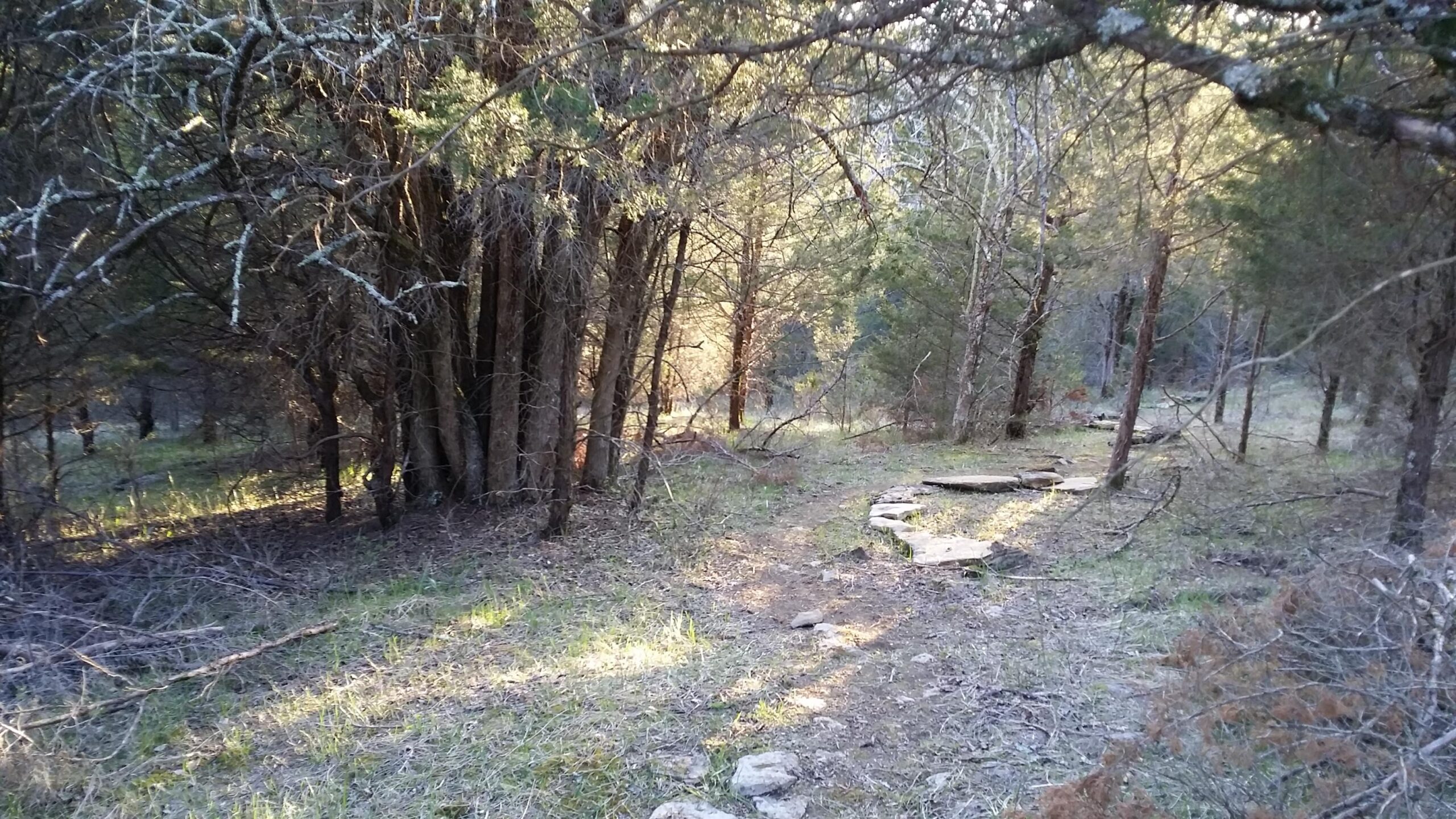 A serene forest path winding through trees, illuminated by soft sunlight, with scattered stones marking the trail and greenery surrounding the area. Skullbuster mountain bike trail.
