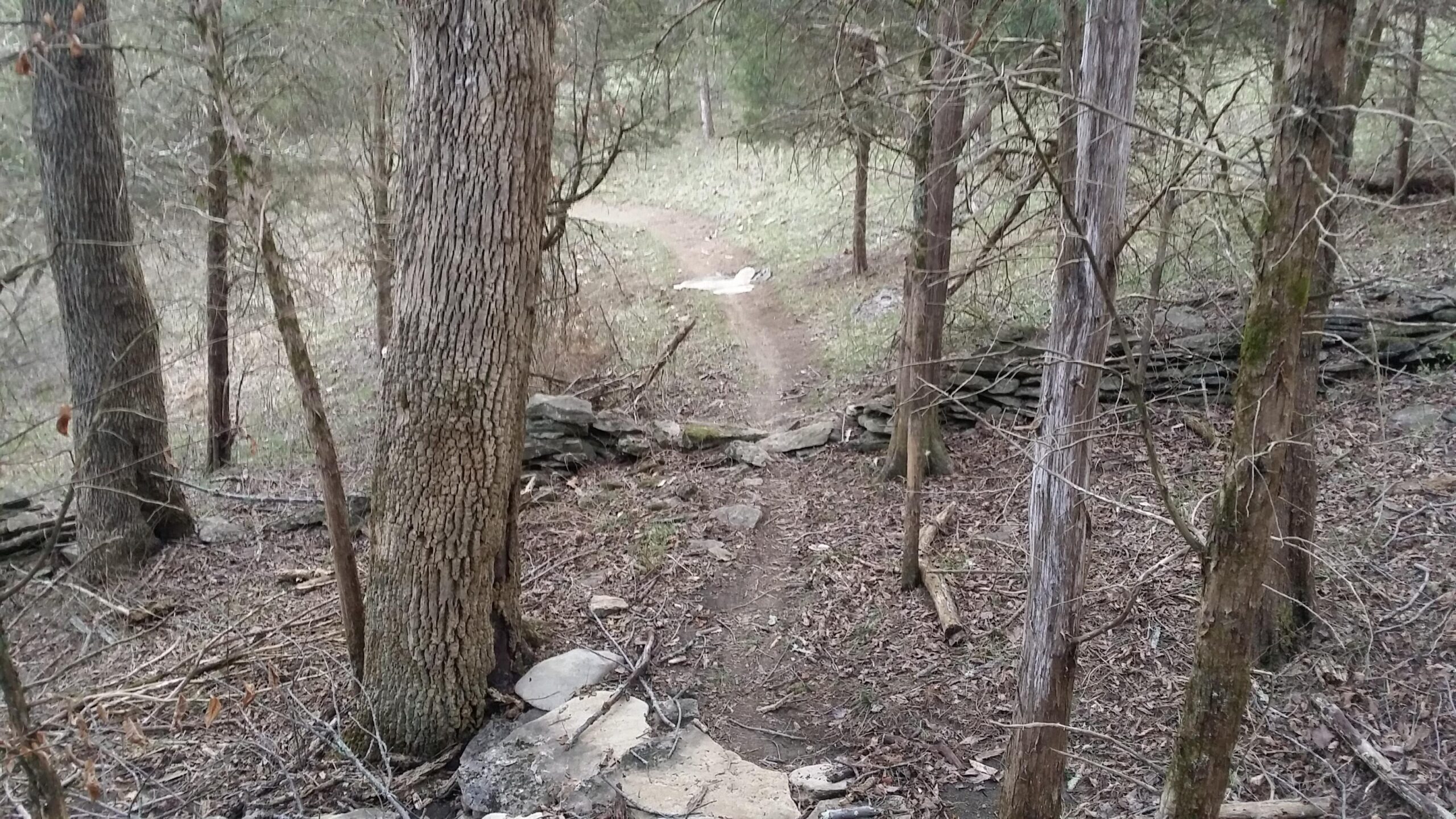 A dirt path winding through a wooded area, flanked by trees and rocky terrain. The scene is tranquil, with sparse foliage and a hint of undergrowth visible along the trail. Skullbuster mountain bike trail.