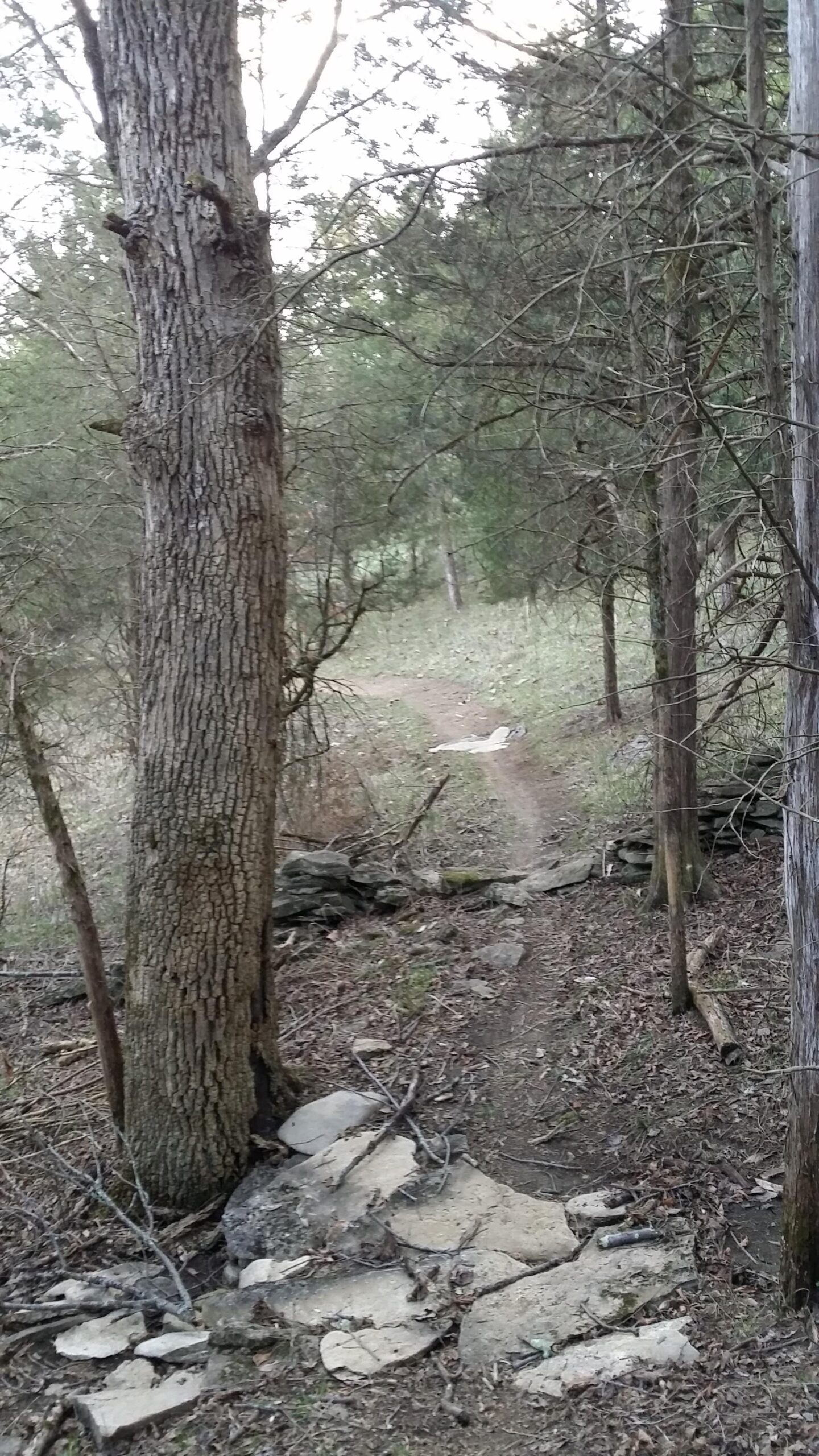 A narrow dirt trail winding through a forest, flanked by tall trees and scattered rocks. The ground is covered with dry leaves and small branches, while the path leads deeper into the greenery. Skullbuster mountain bike trail.
