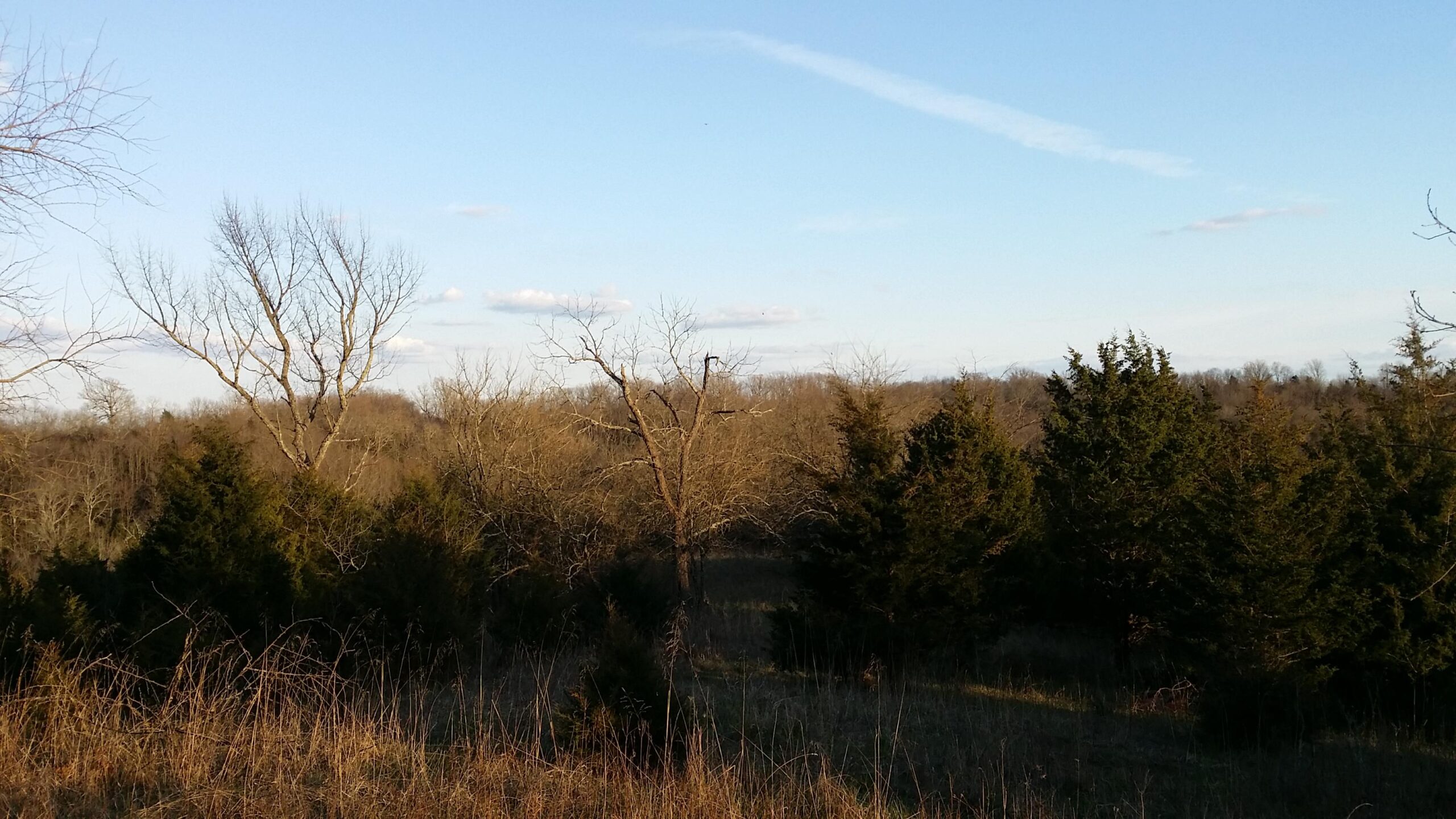 A scenic landscape featuring a mixture of bare and evergreen trees against a clear blue sky. The foreground includes tall grasses and shrubs, while the background displays a gradual slope of wooded hills under soft clouds. The scene reflects a serene and natural setting in early spring. Skullbuster mountain bike trail.