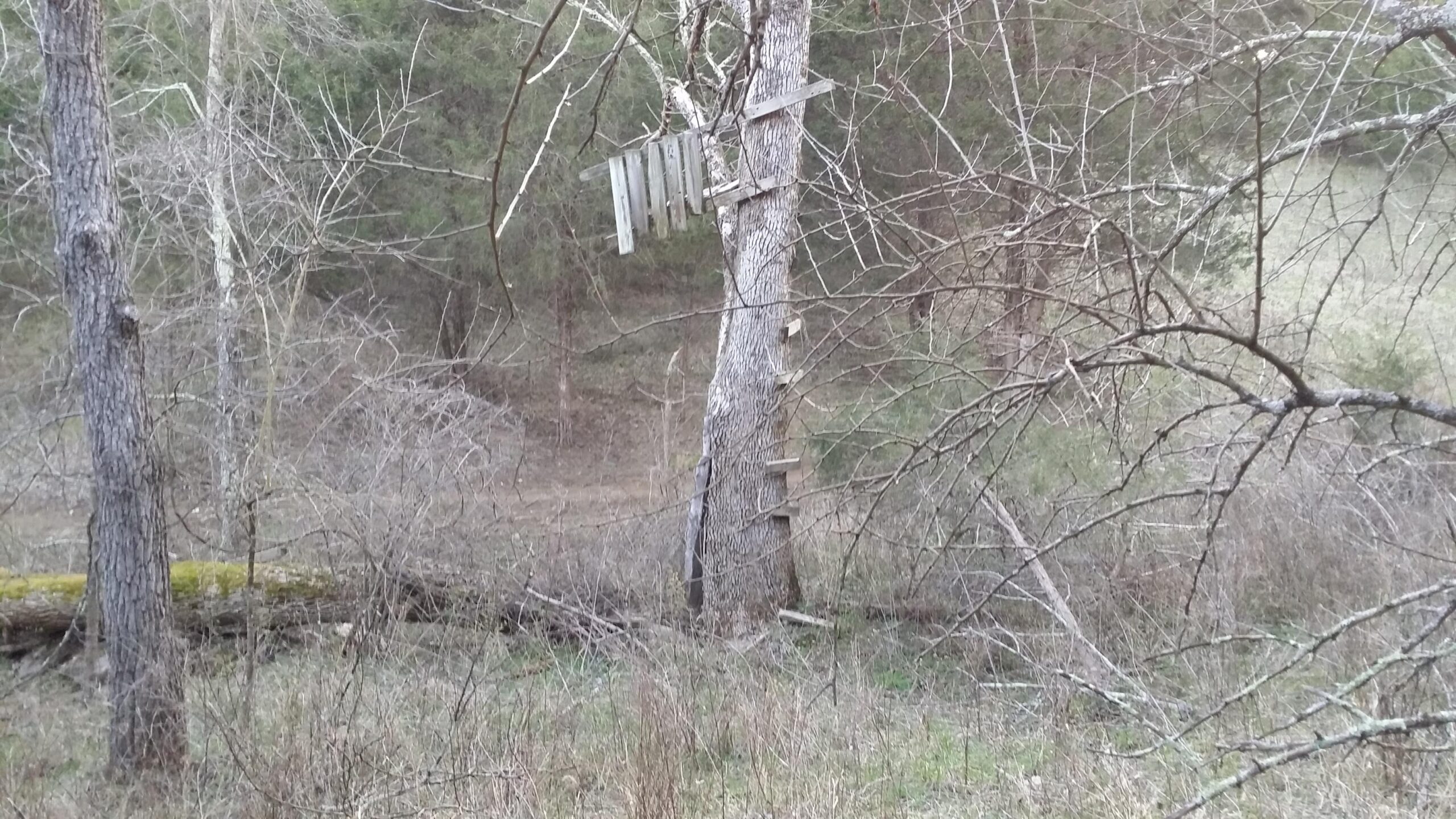 A weathered tree in a wooded area with a makeshift ladder attached to its trunk, surrounded by dry brush and branches. The background features a blurred landscape of trees and undergrowth. Skullbuster mountain bike trail.