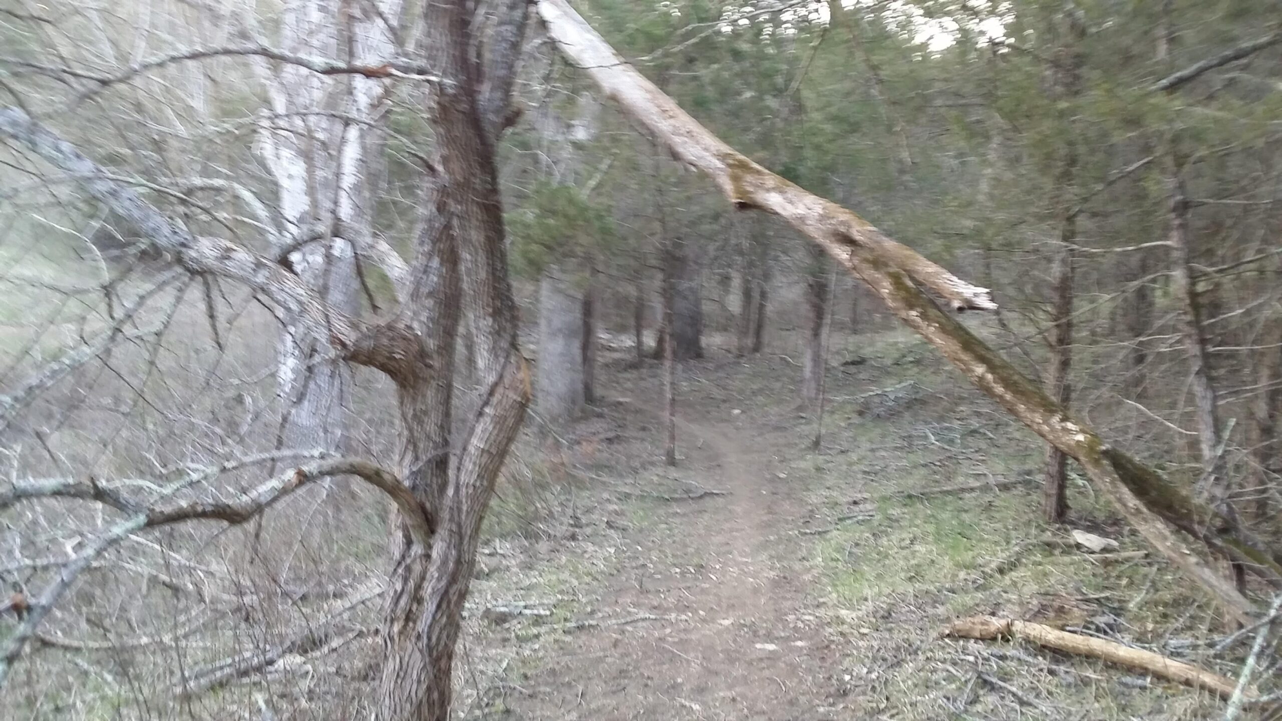A narrow dirt path winding through a forest with a mix of trees, including a partially fallen branch extending across the trail. The surroundings are filled with greenery and leafless branches, suggesting early spring or late fall conditions. Skullbuster mountain bike trail.