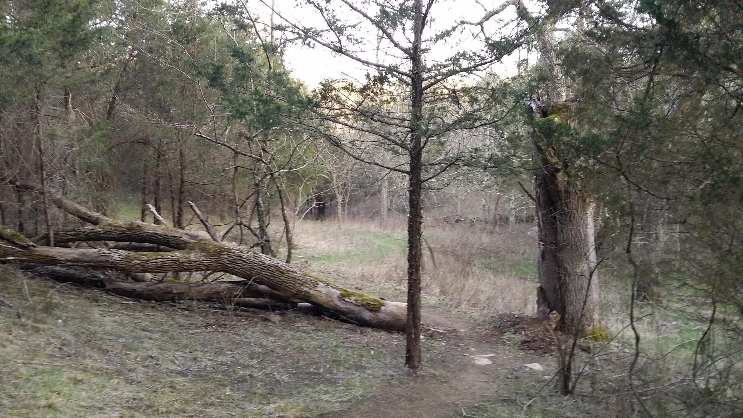 A tranquil, wooded scene featuring a narrow pathway winding through a forest. A fallen log lies across the trail, surrounded by trees and underbrush. The landscape has a mix of bare branches and evergreen foliage, with a hint of green grass peeking through the ground cover, indicating a natural, serene environment. Skullbuster mountain bike trail.