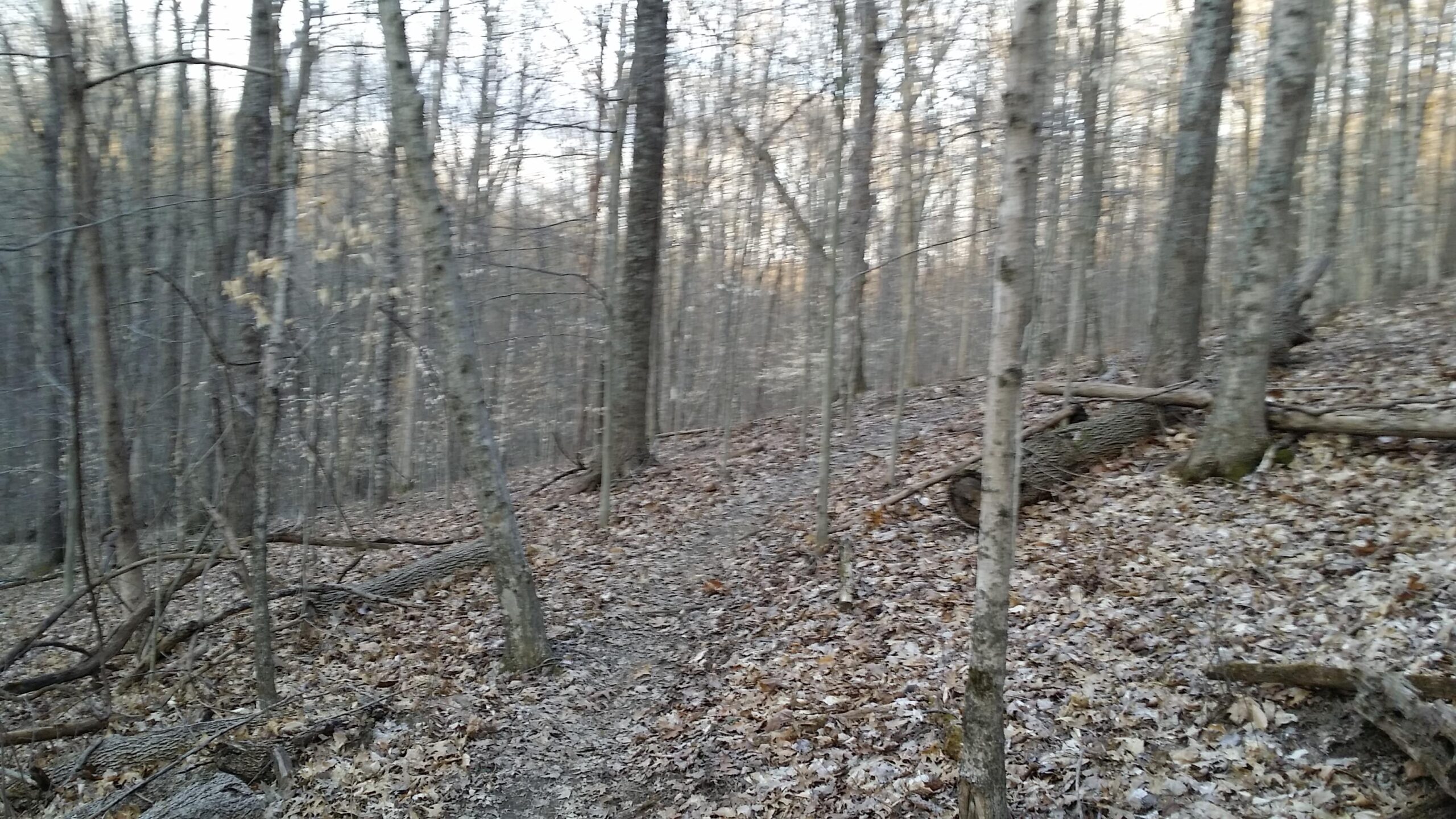 A wooded trail winding through a forest, with bare trees and fallen leaves covering the ground, creating a natural and tranquil atmosphere. The scene captures the serene beauty of nature in early spring or late fall. Skullbuster mountain bike trail.