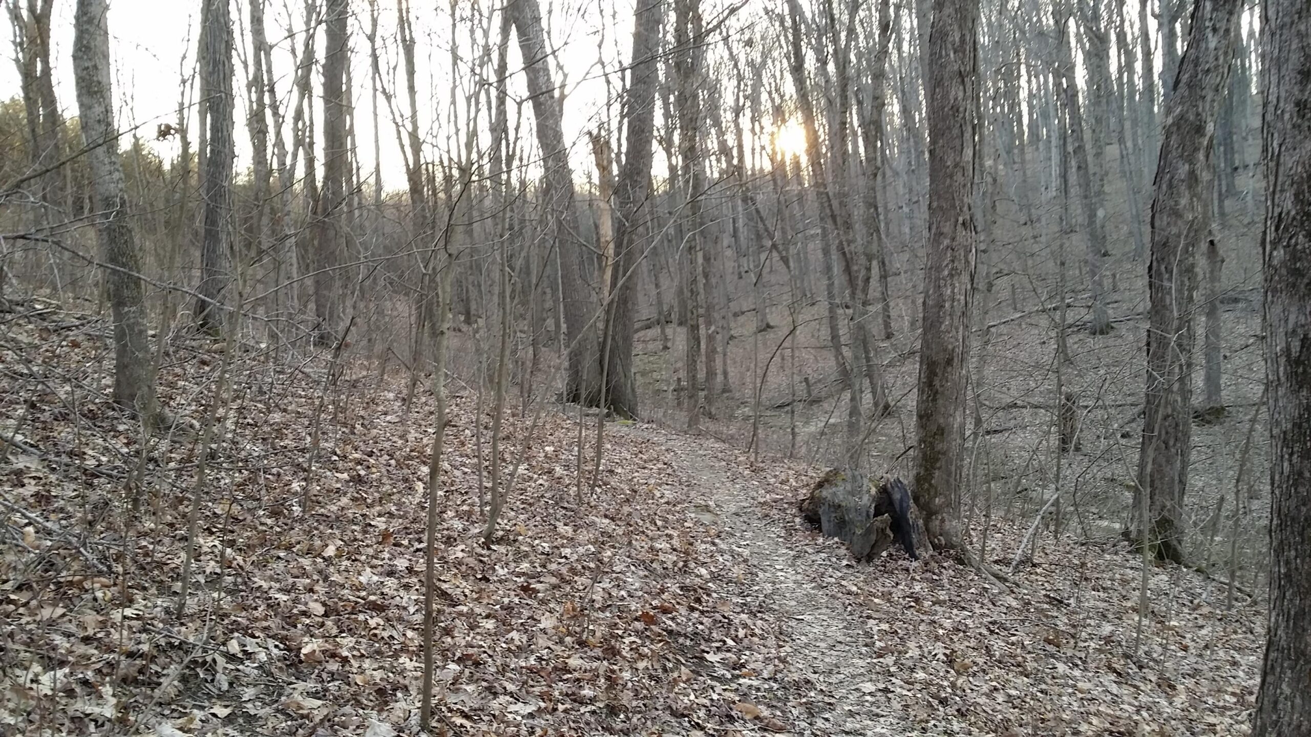 A winding dirt path through a dense forest with bare trees and scattered leaves on the ground. The setting sun is visible in the background, casting a warm glow in the distance. Skullbuster mountain bike trail.