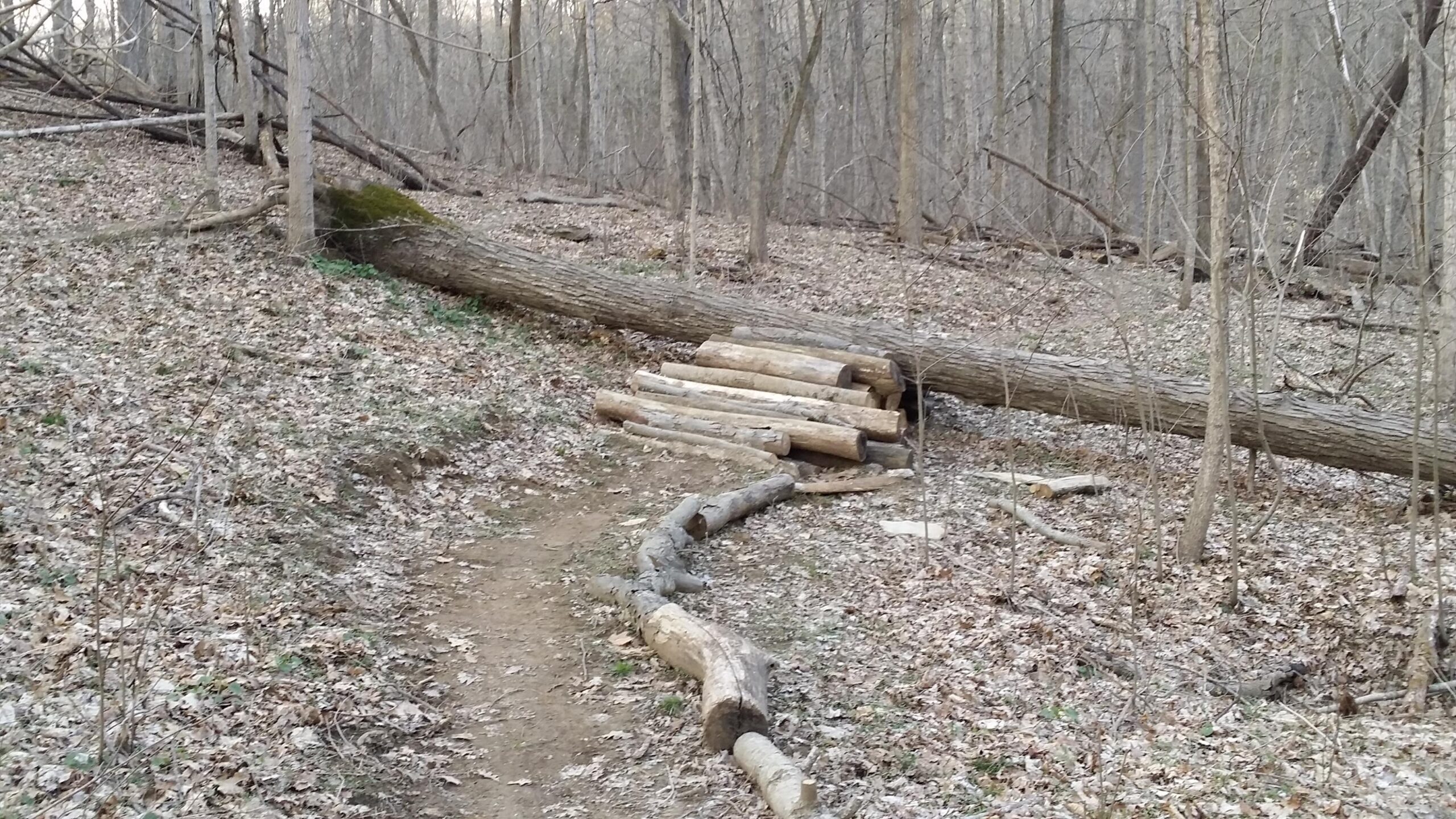 A forest trail with a path winding through fallen leaves and trees. In the foreground, there are several logs stacked neatly and a larger fallen tree lying across the ground. The setting is tranquil, with bare tree branches and an earthy, natural landscape. Skullbuster mountain bike trail.