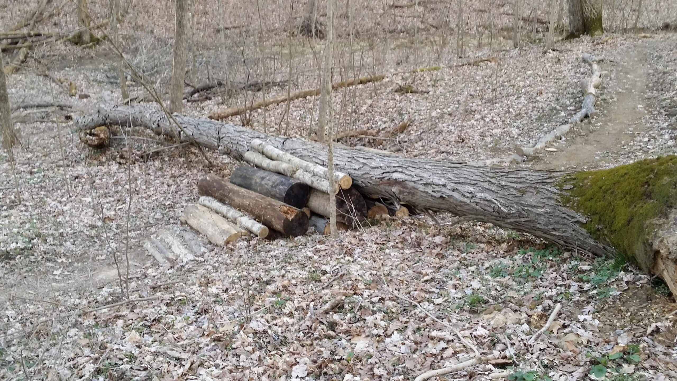 A fallen tree trunk lies across the forest floor, surrounded by a carpet of dried leaves. Several logs are stacked nearby, and a narrow dirt path winds through the scene, indicating possible foot traffic. Sparse trees and underbrush are visible in the background. Skullbuster mountain bike trail.