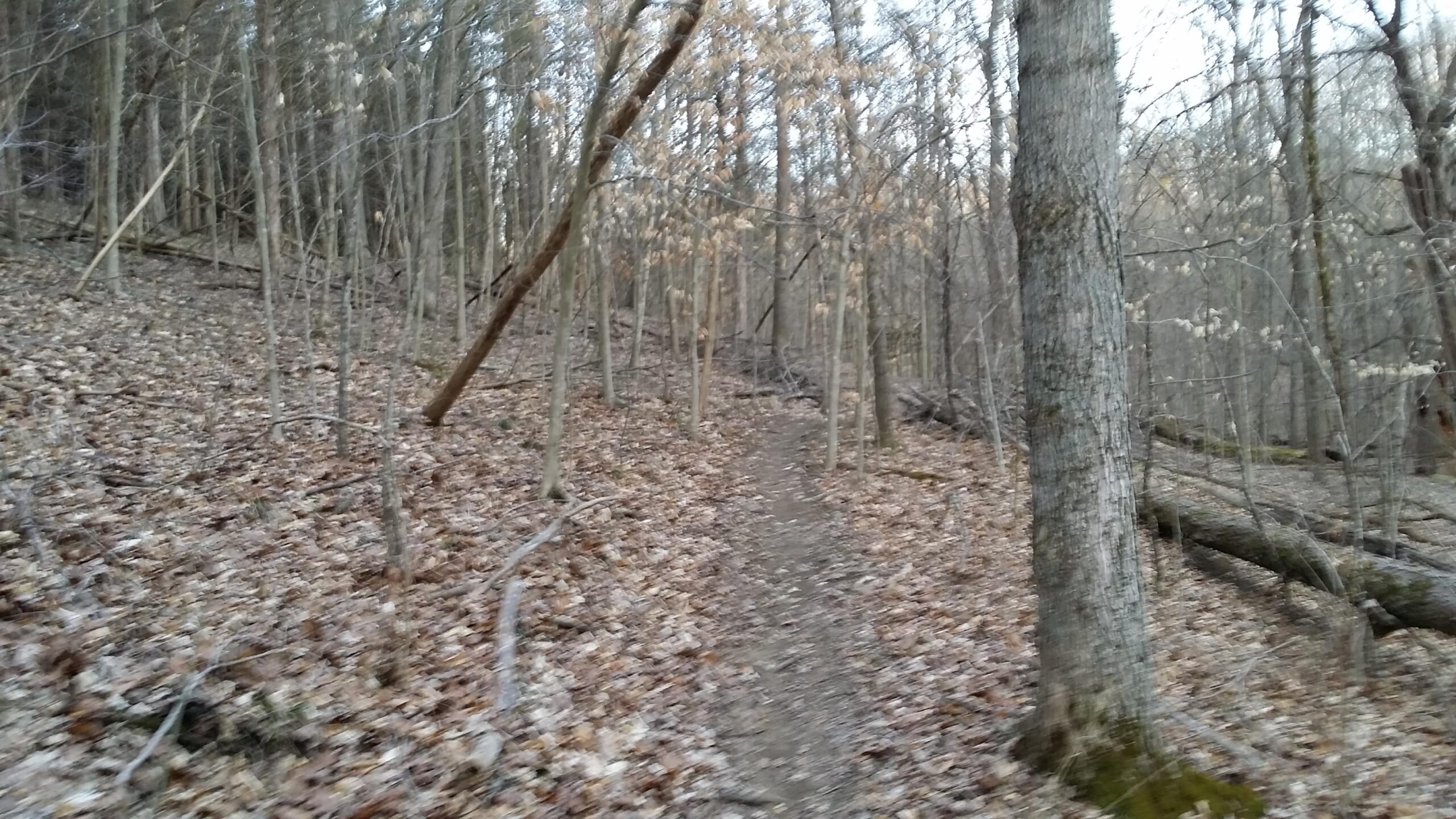 A narrow, winding dirt trail leading through a forest of leafless trees and scattered fallen leaves, with patches of green moss on the ground. The landscape appears to be transitioning from autumn to winter, with some remaining dried foliage on the trees. The scene is captured in soft, muted lighting. Skullbuster mountain bike trail.