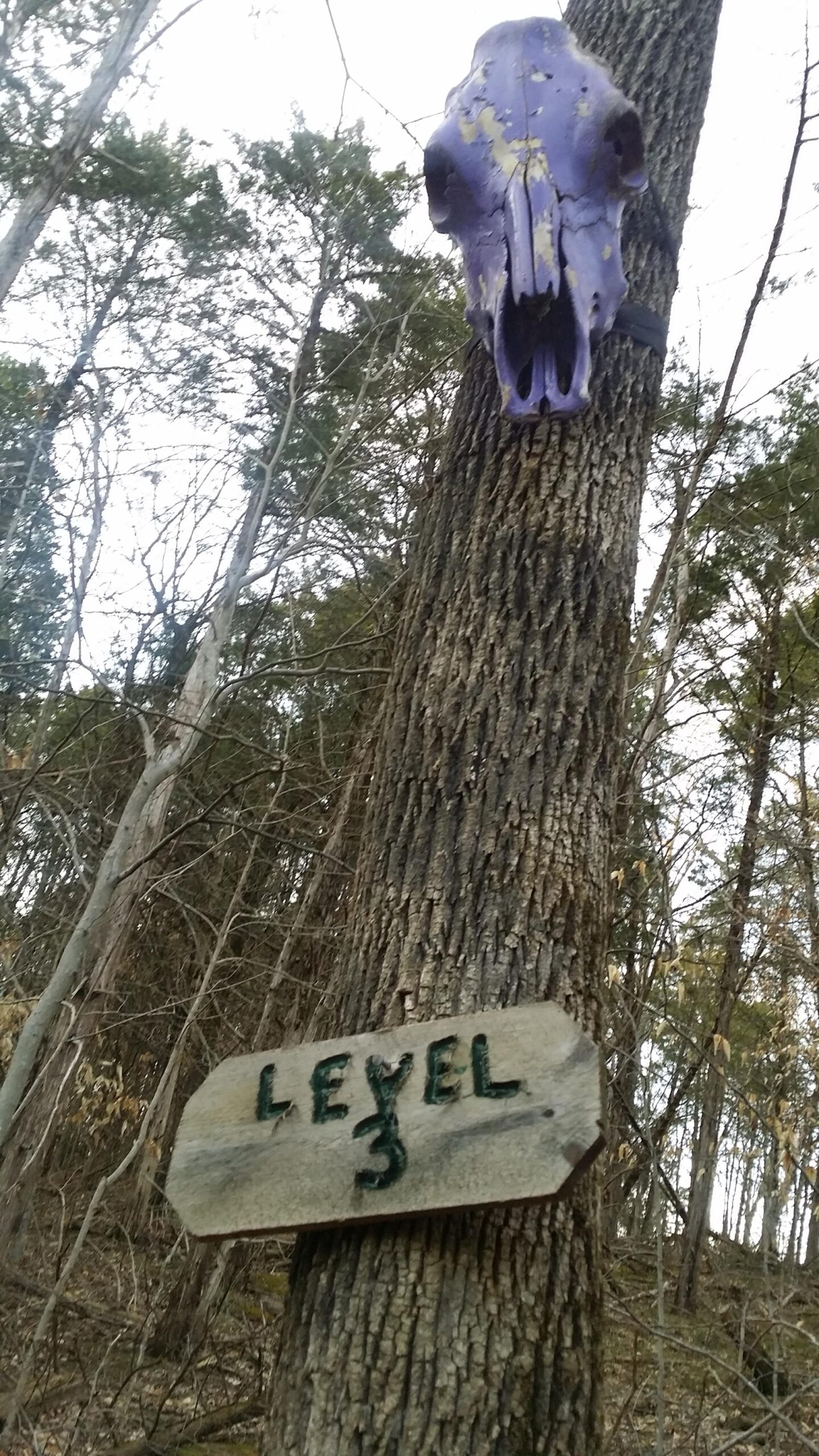 A purple animal skull mounted on a tree trunk with a wooden sign below it that reads "LEVEL 3." The background features a wooded area with bare trees and some greenery. Skullbuster mountain bike trail.