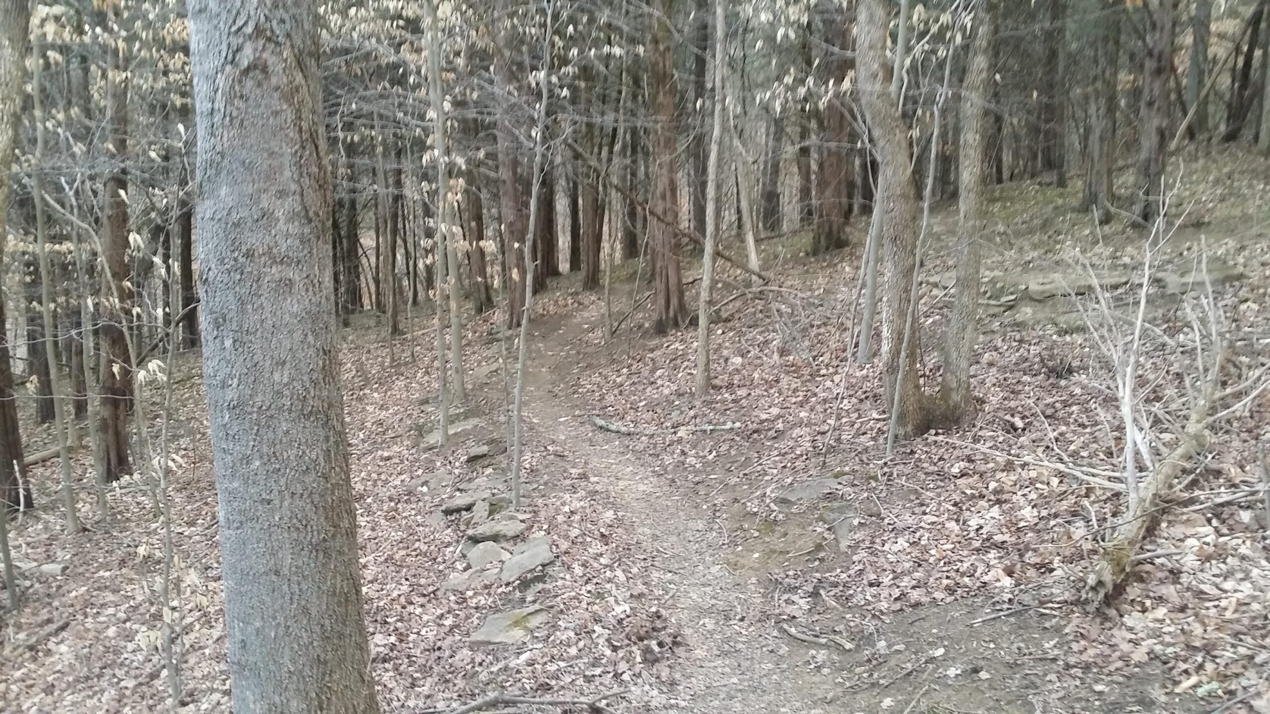 A narrow, winding path through a forested area, surrounded by tall trees with sparse leaves. The ground is covered with brown leaves and scattered stones, indicating a natural, wooded environment. Skullbuster mountain bike trail.