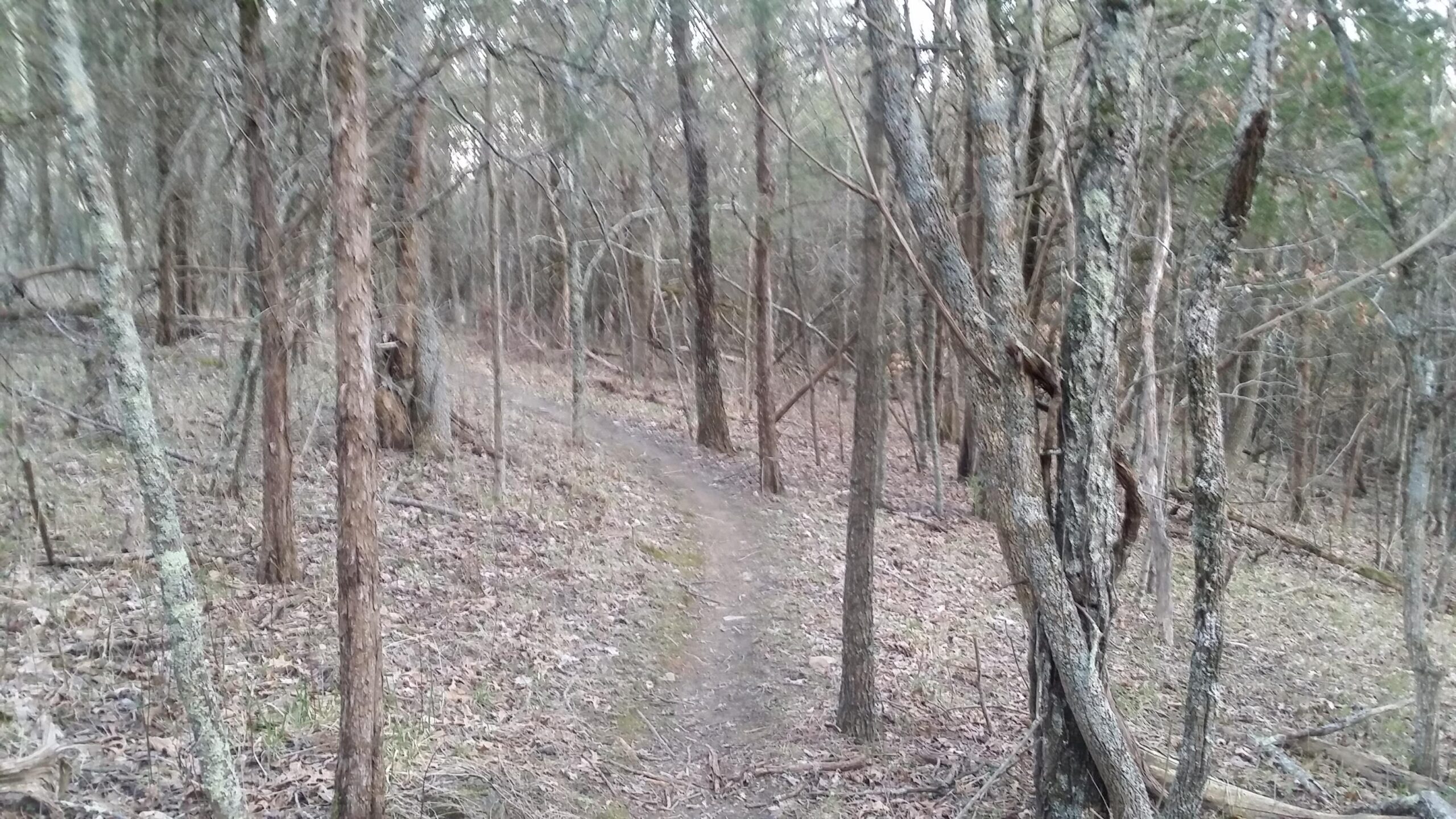 A narrow dirt path winding through a densely wooded area, surrounded by tall trees and scattered leaves on the ground. The scene is serene and natural, showcasing a tranquil forest environment. Skullbuster mountain bike trail.