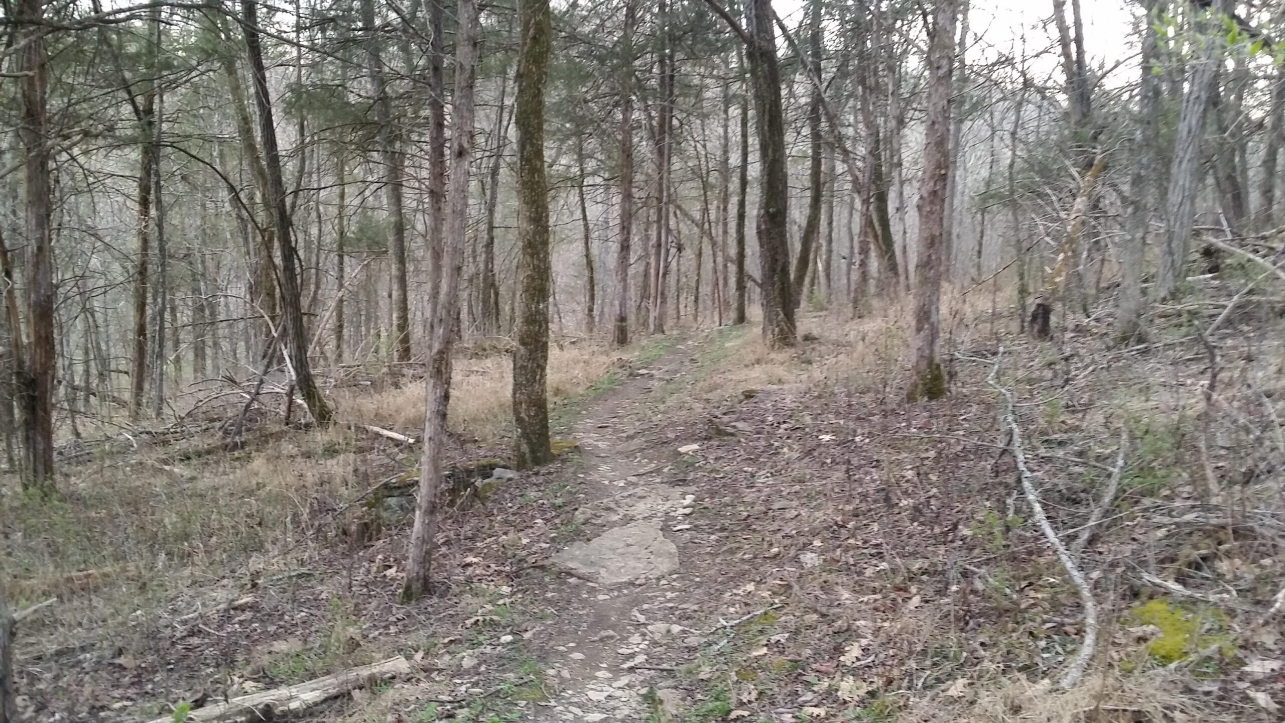 A narrow dirt path winding through a wooded area, surrounded by tall trees and sparse underbrush, with a mix of rocky terrain and grassy patches. The atmosphere appears serene and natural, suggesting a quiet hiking trail. Skullbuster mountain bike trail.