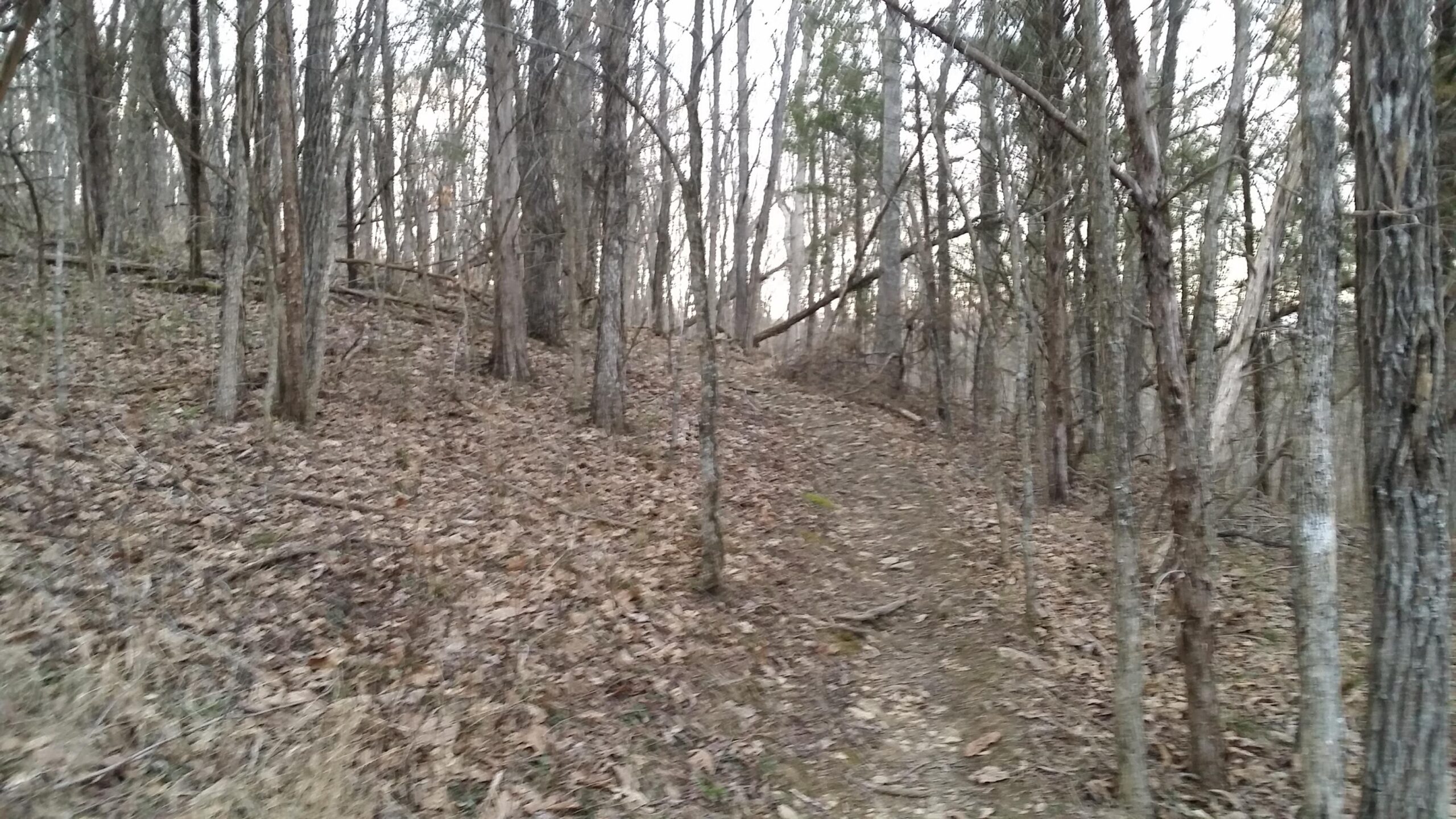 A dirt path winding through a forest, lined with trees and scattered leaves on the ground, capturing a serene, natural landscape during late afternoon light. Skullbuster mountain bike trail.
