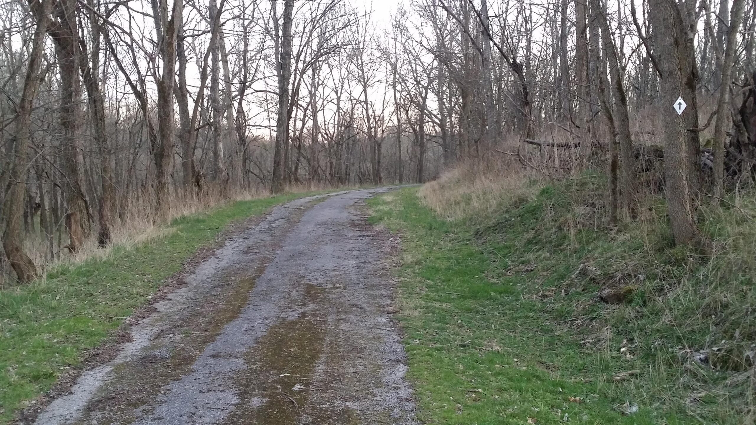 A winding dirt path surrounded by bare trees and tall grass, leading through a quiet forest landscape during dusk. A directional sign is visible on a tree to the right. Skullbuster mountain bike trail.