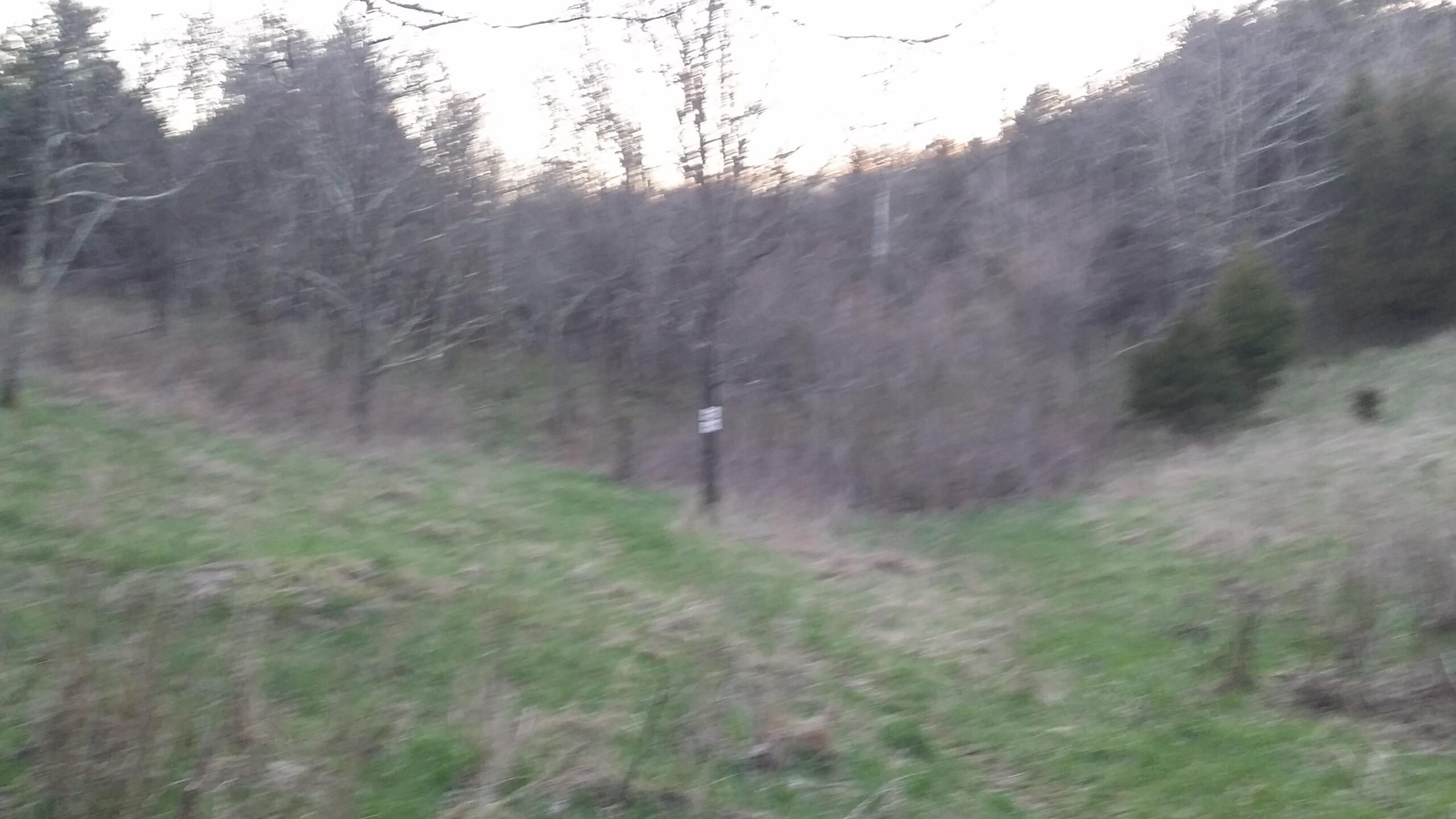 Blurry image of a wooded area with leafless trees and sparse grass, taken during dusk or dawn. A sign is visible on a tree in the background, indicating the trail or area designation. Skullbuster mountain bike trail.