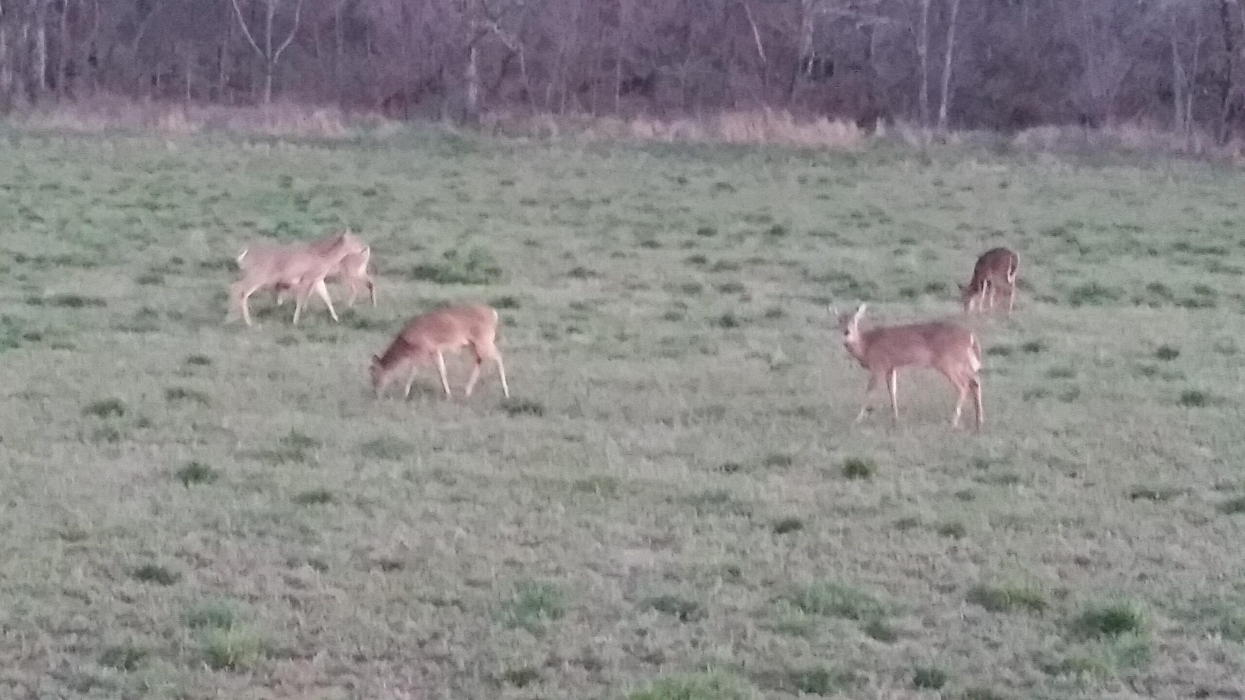A group of deer grazing in a grassy field during dusk, with a wooded area in the background. Skullbuster mountain bike trail.