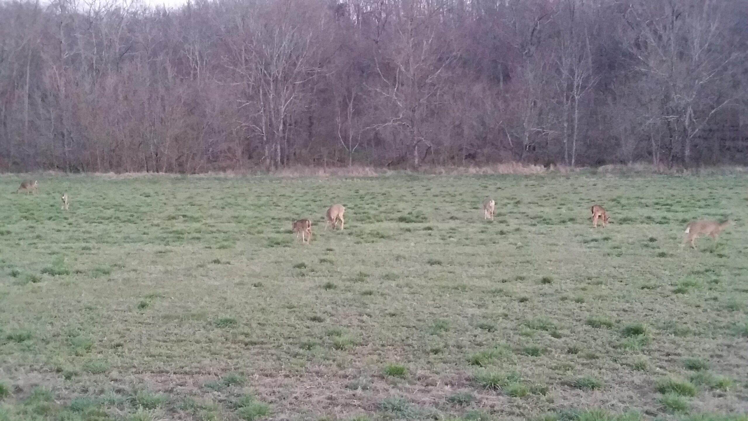 A group of deer grazing in a grassy field, surrounded by bare trees in the background, during a dusk or twilight setting. Skullbuster mountain bike trail.