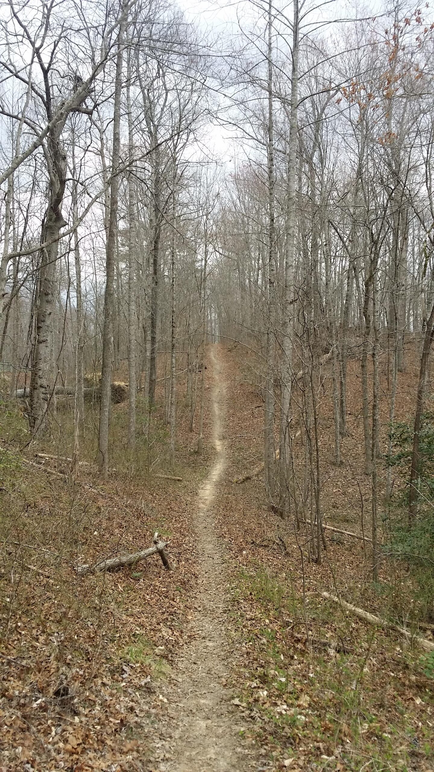 A winding dirt trail leads through a forest of bare trees and fallen leaves, ascending gently into the distance under a cloudy sky. Sheltowee Trace - Laurel Lake Trail mountain bike trail.