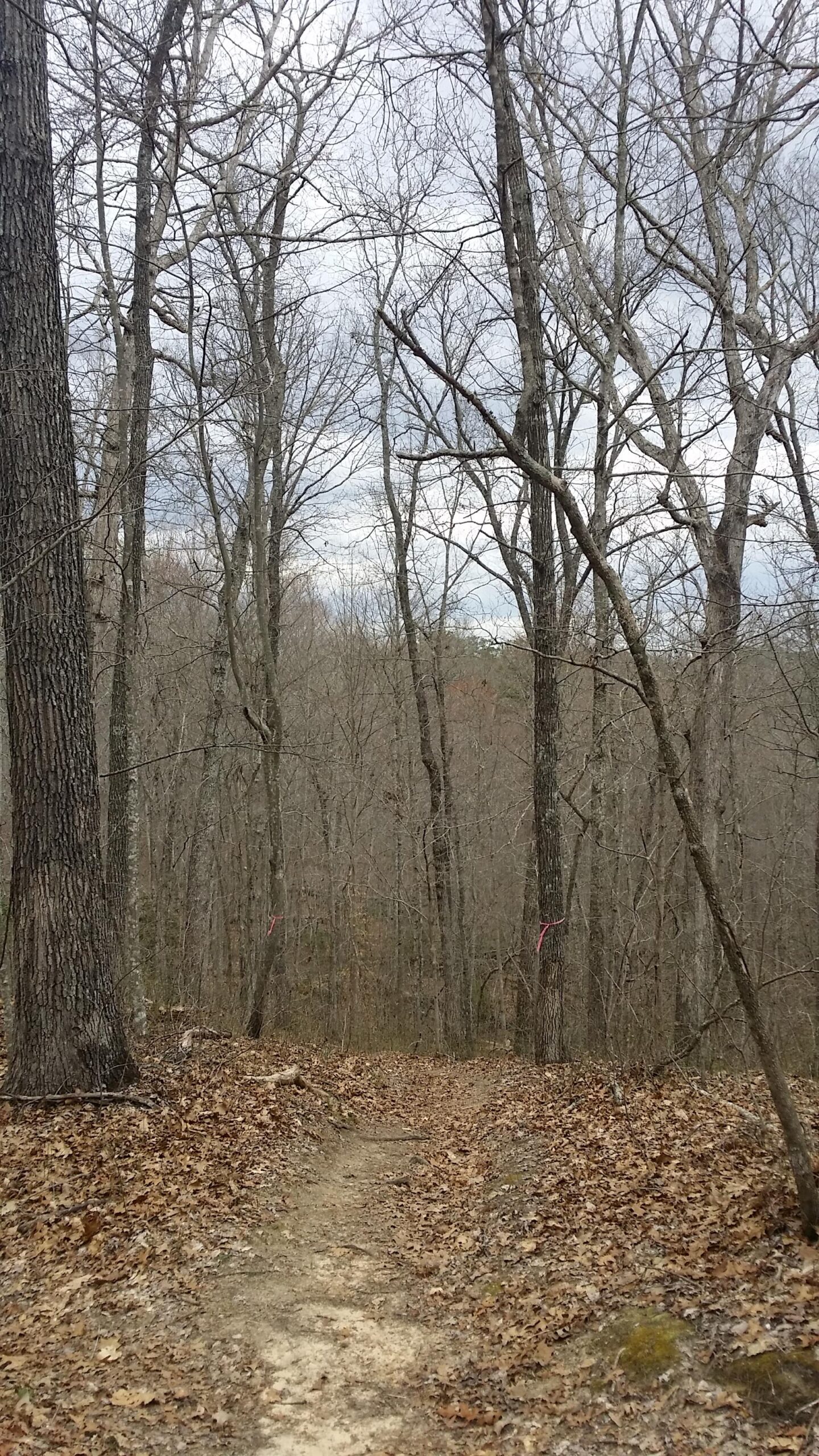 A winding dirt trail surrounded by bare trees in a forest setting. The ground is covered with fallen leaves, and there are small markers tied to several trees, indicating the path. The sky is overcast, creating a muted atmosphere. Sheltowee Trace - Laurel Lake Trail mountain bike trail.