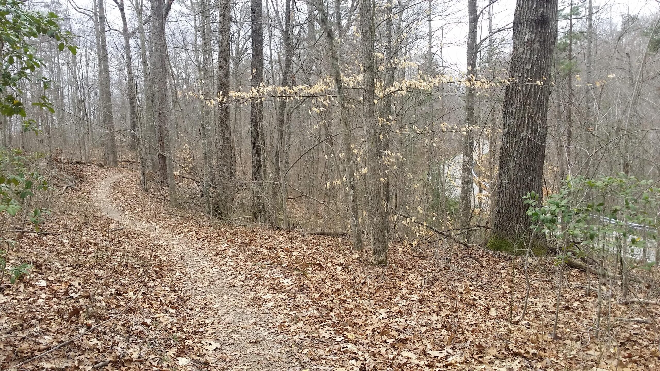 A winding dirt path through a forest with bare trees and fallen leaves. Some trees have remnants of light-colored leaves, and there is a hint of greenery from nearby bushes. The scene is tranquil and hints at a cool, overcast day. Sheltowee Trace - Laurel Lake Trail mountain bike trail.